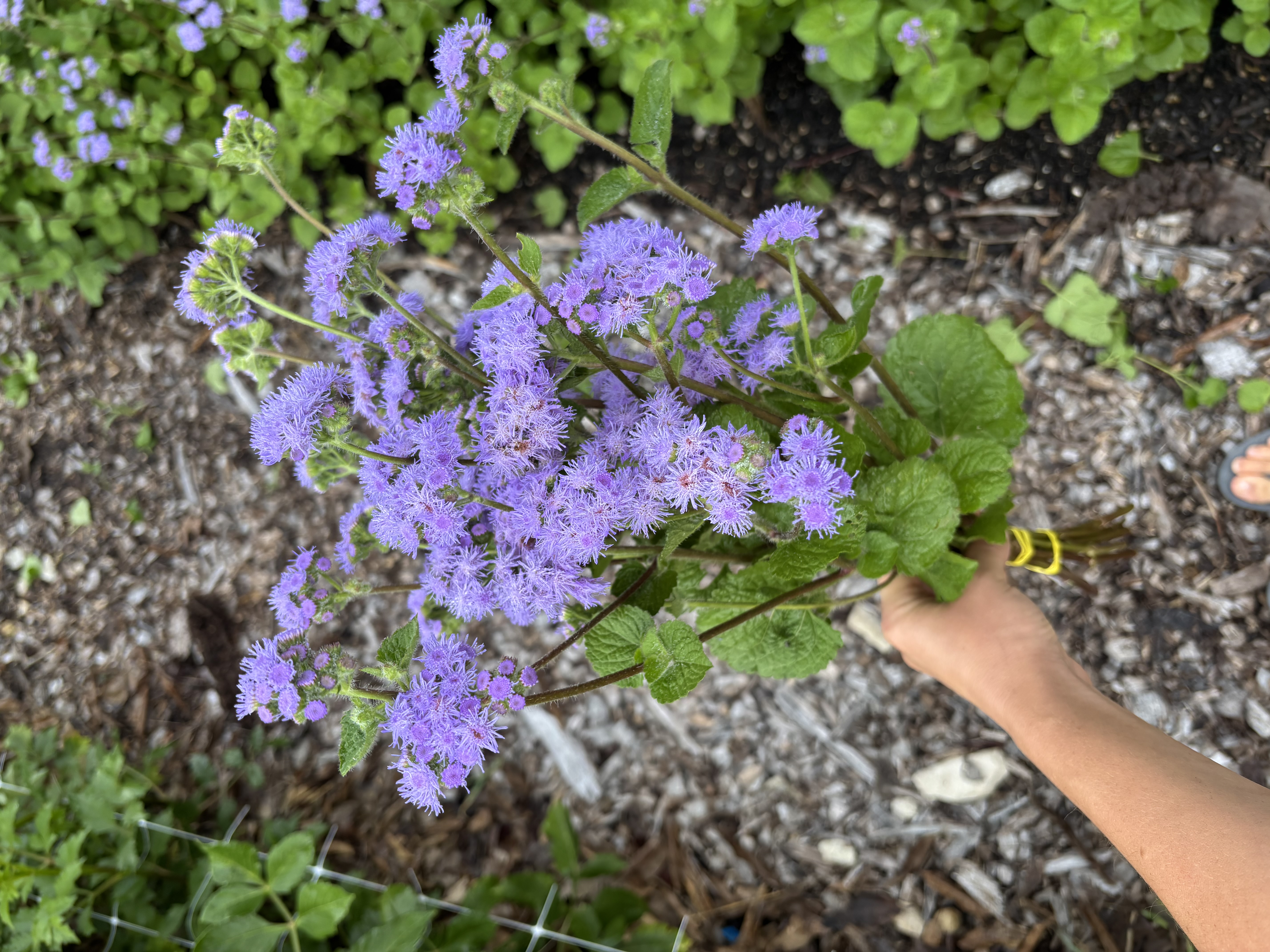 AGERATUM houstonianum Blue Horizon