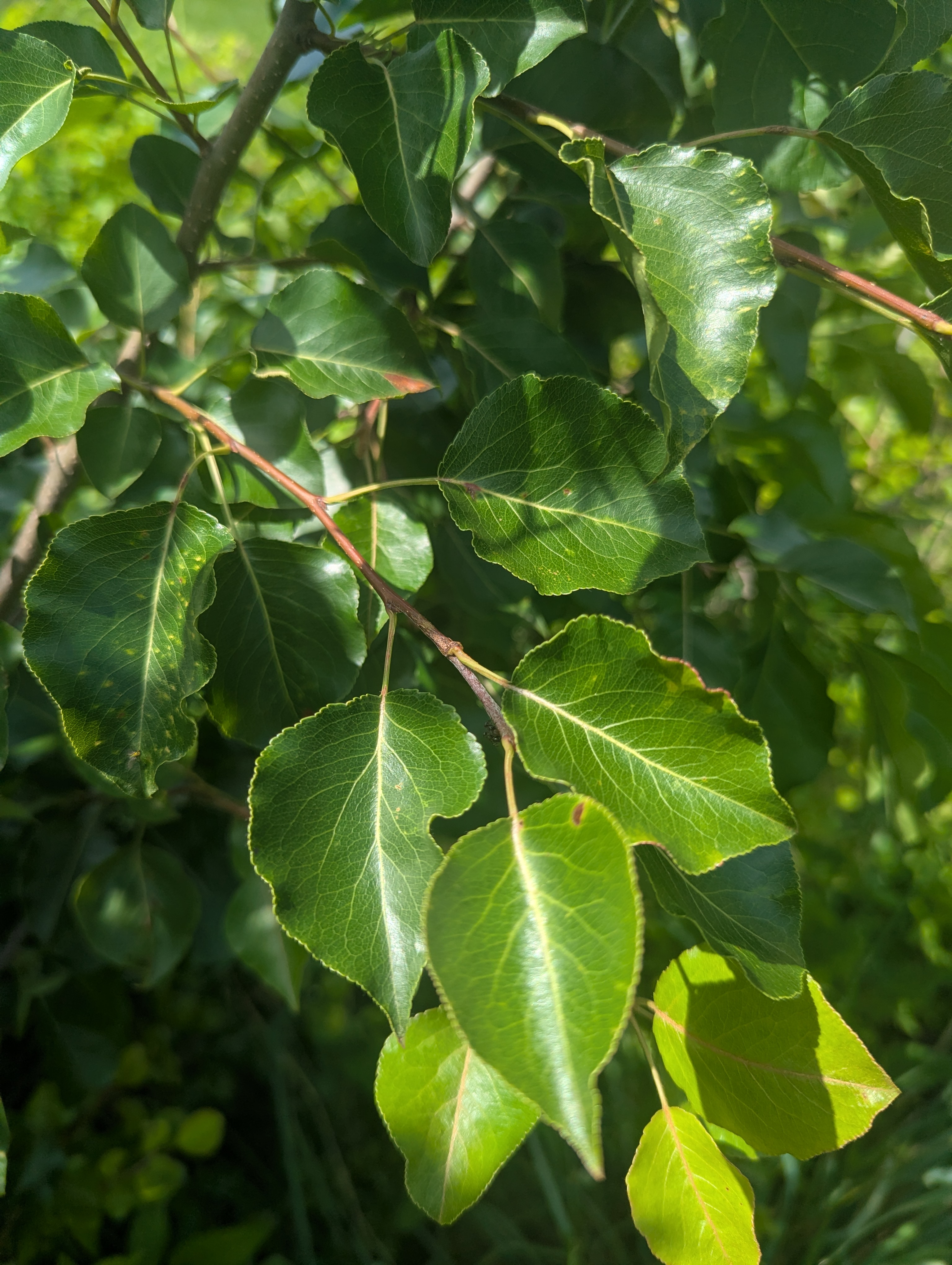 PYRUS