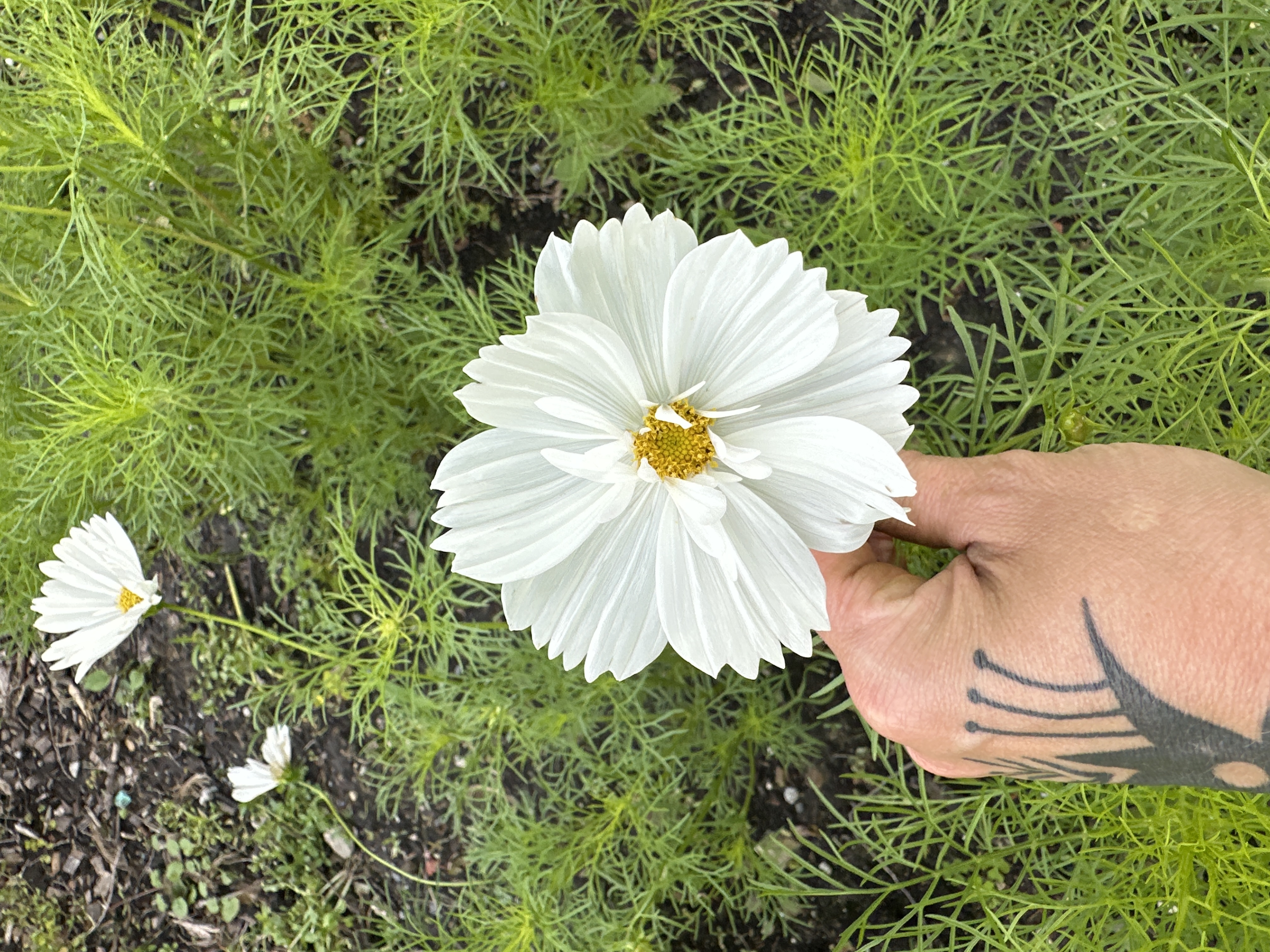 COSMOS bipinnatus Fizzy White