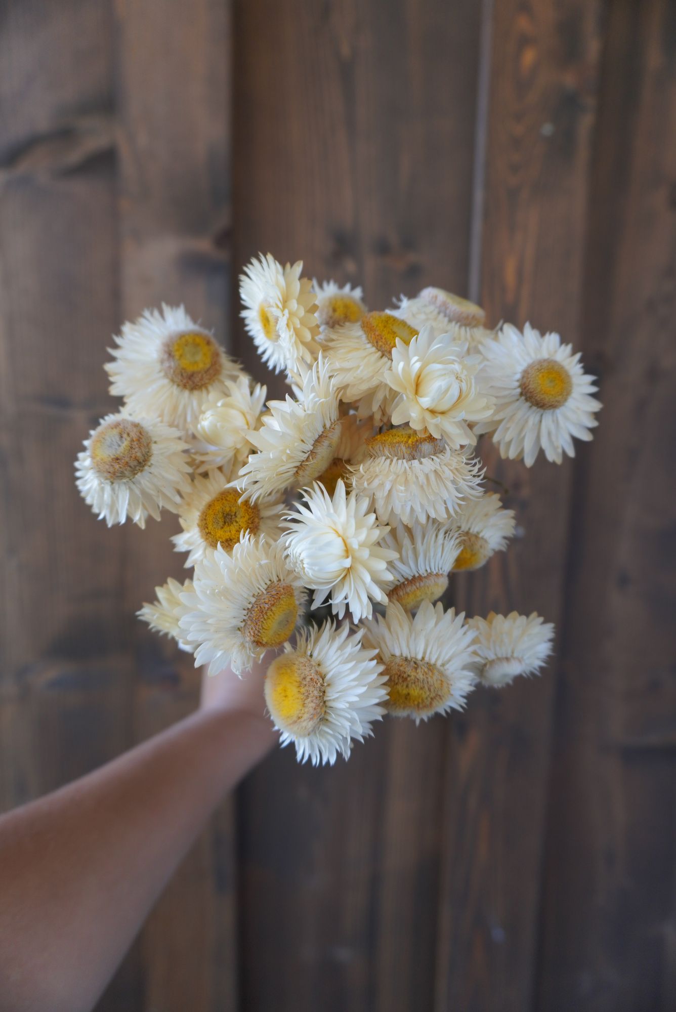 XEROCHRYSUM bracteatum Vintage White
