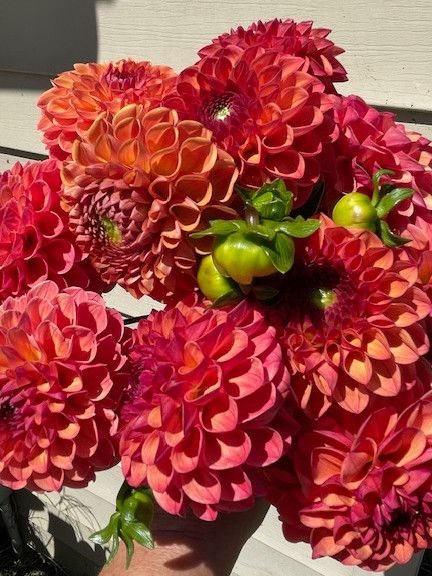 DAHLIA