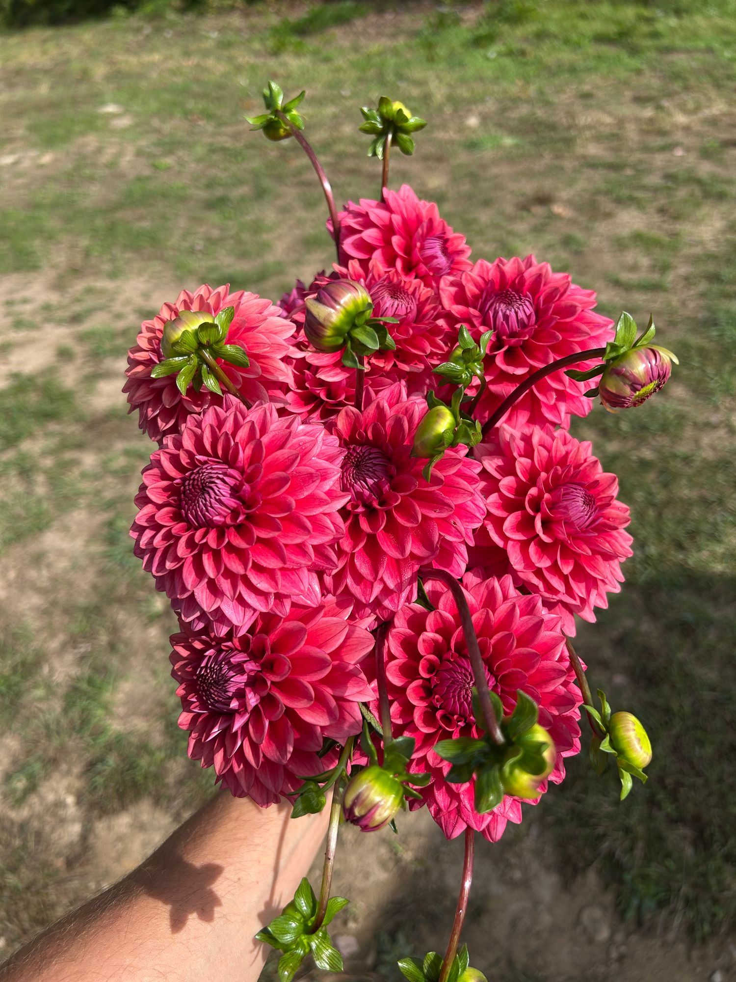 DAHLIA Mystique