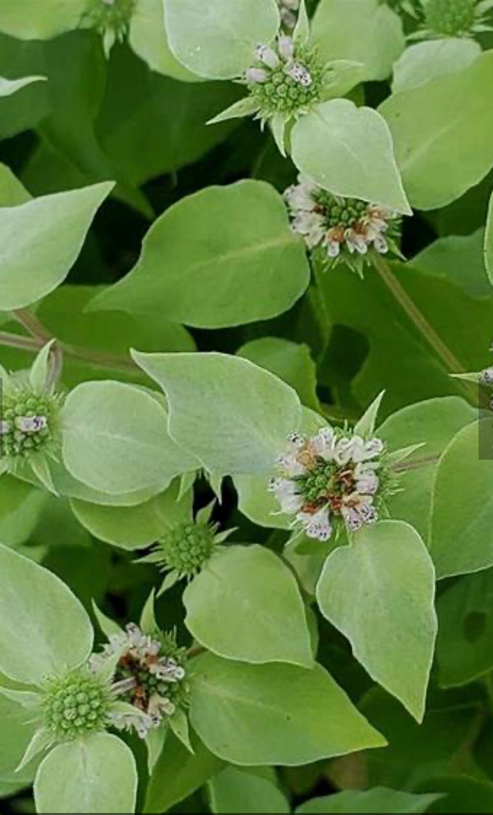 PYCNANTHEMUM muticum