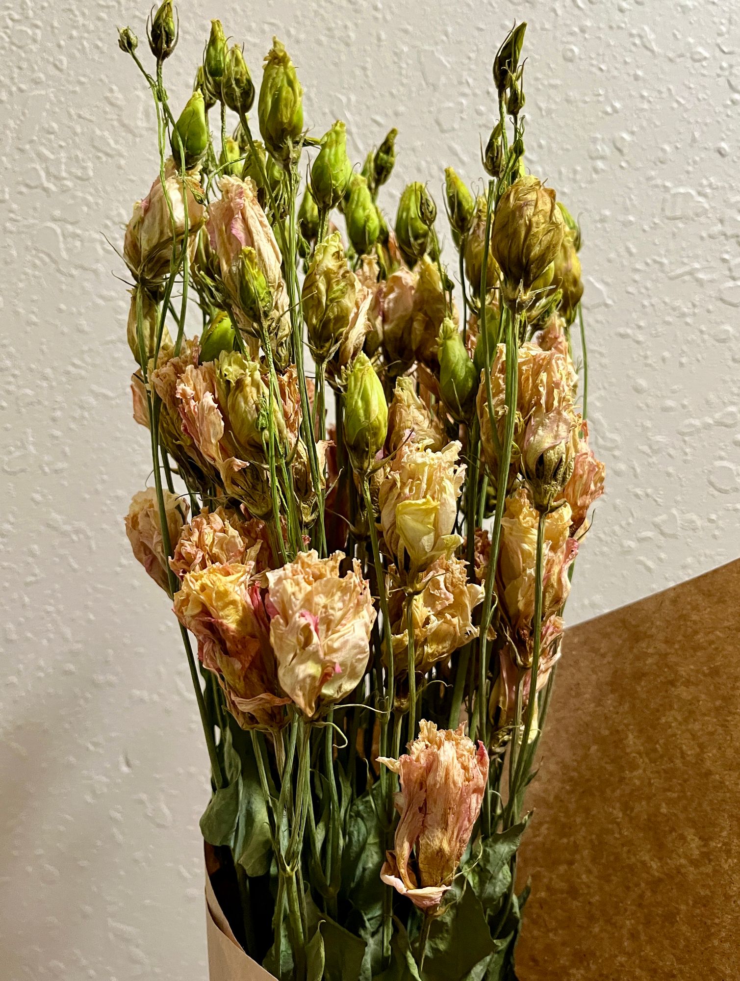 EUSTOMA grandiflorum Celeb Beige Neo