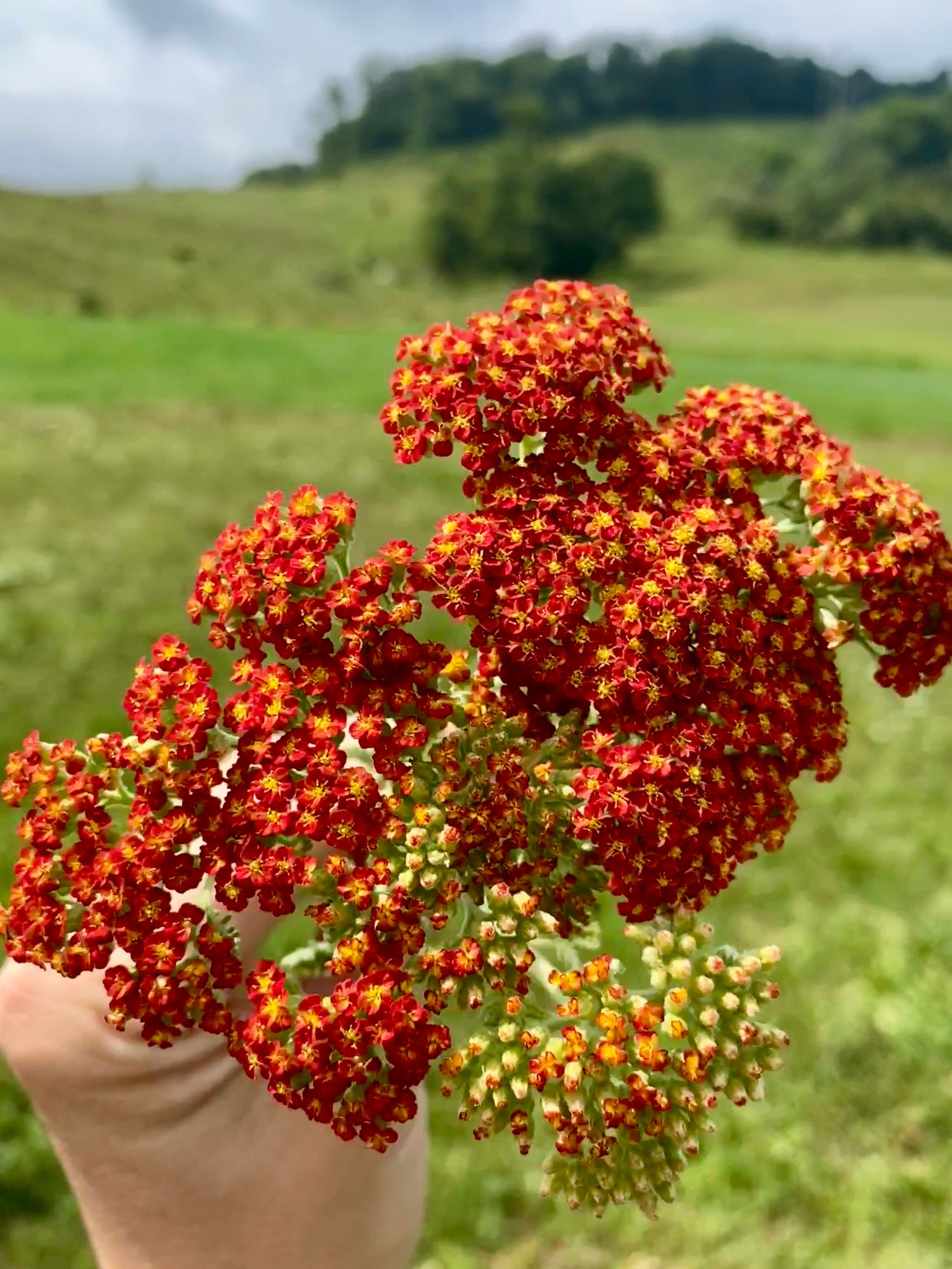 ACHILLEA x Sassy Summer Sunset