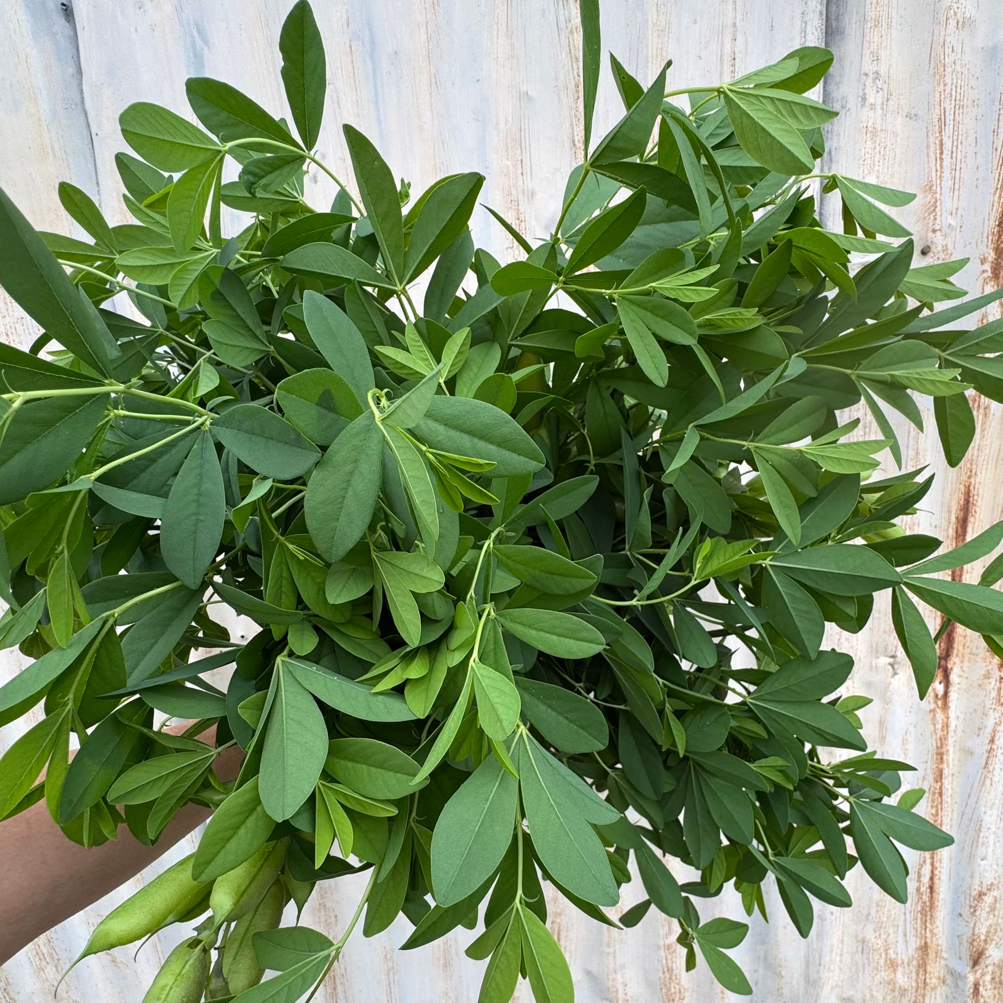 BAPTISIA australis