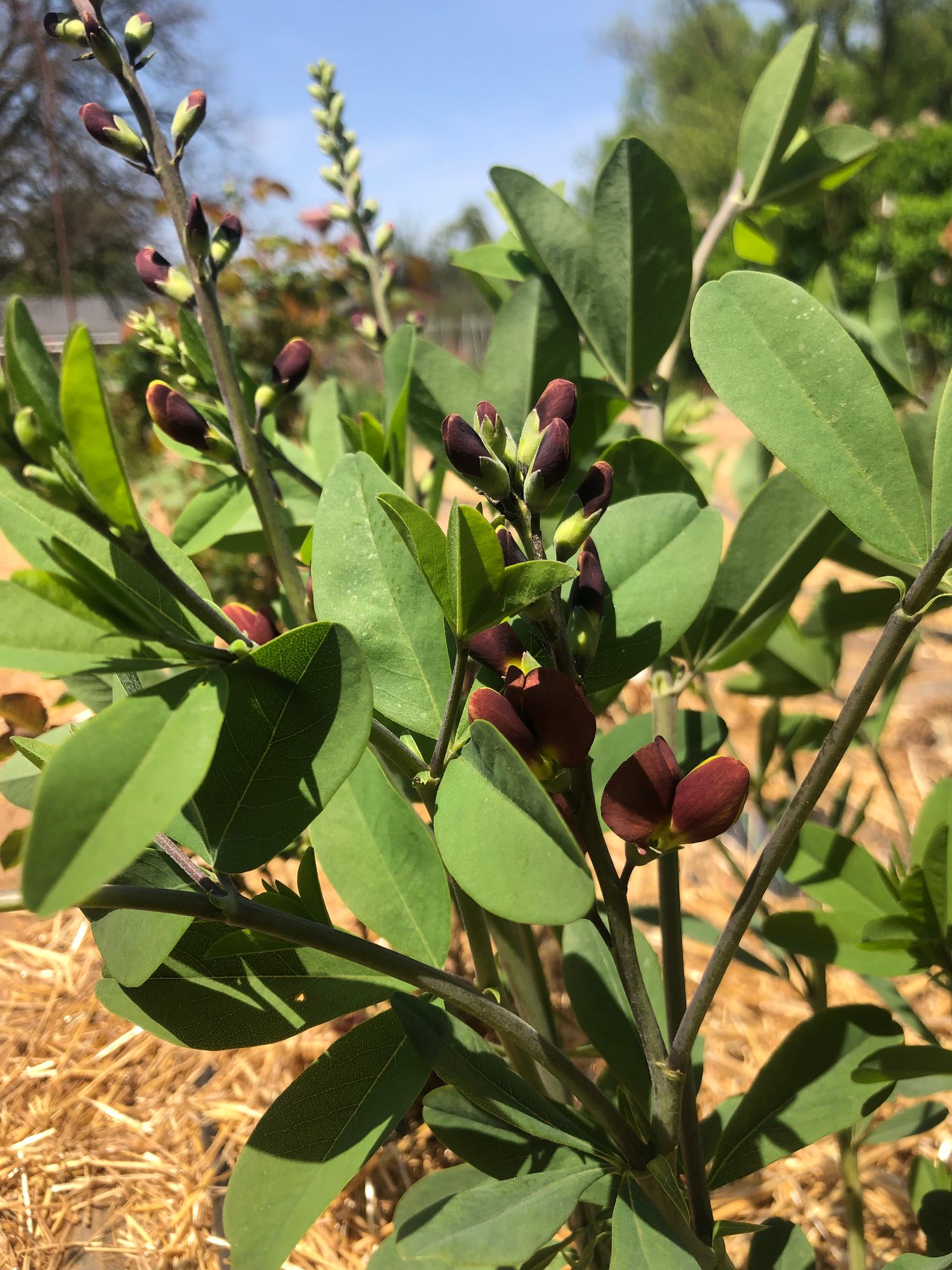 BAPTISIA x Decadence Cherries Jubilee