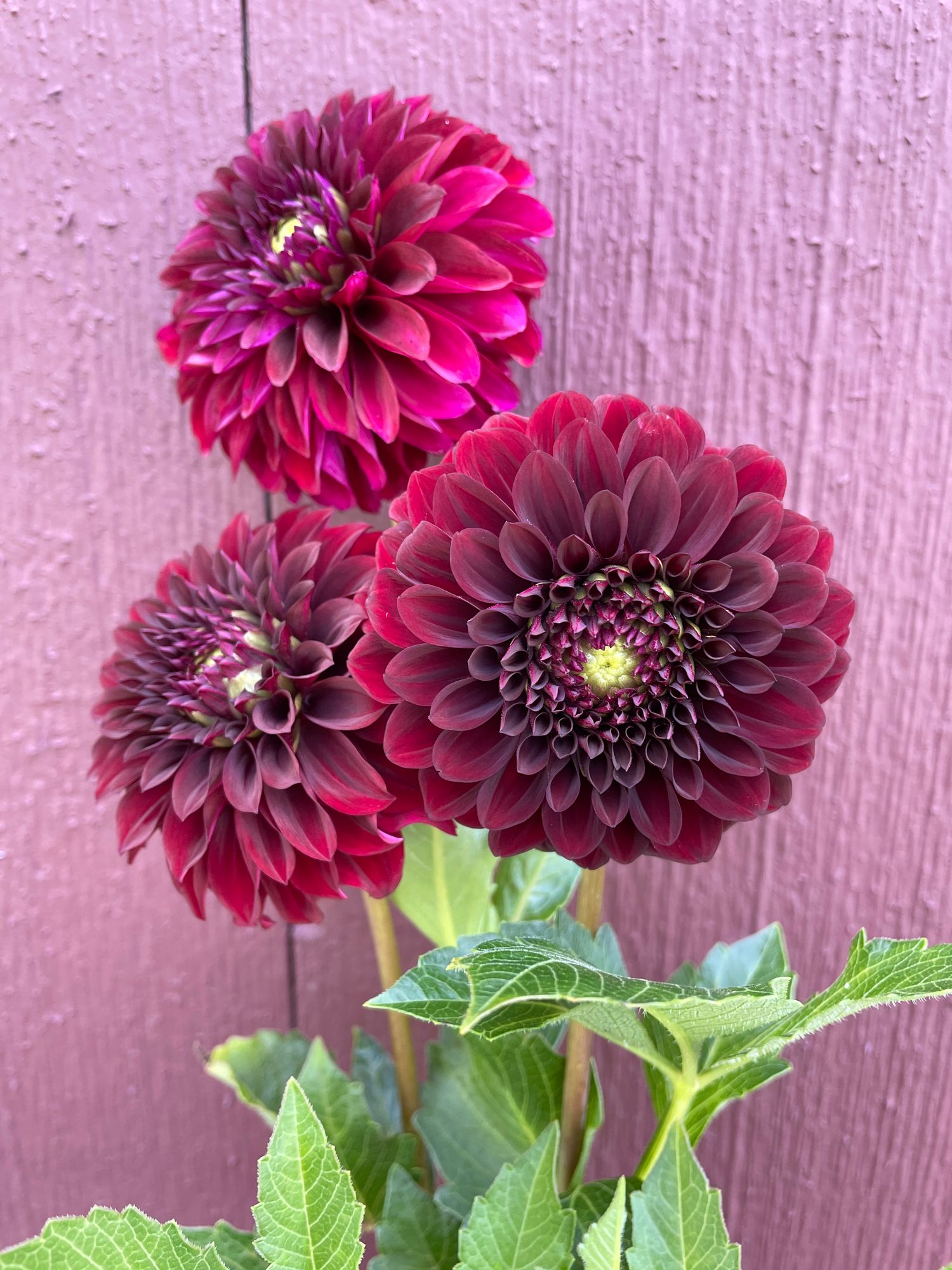 DAHLIA Black Satin