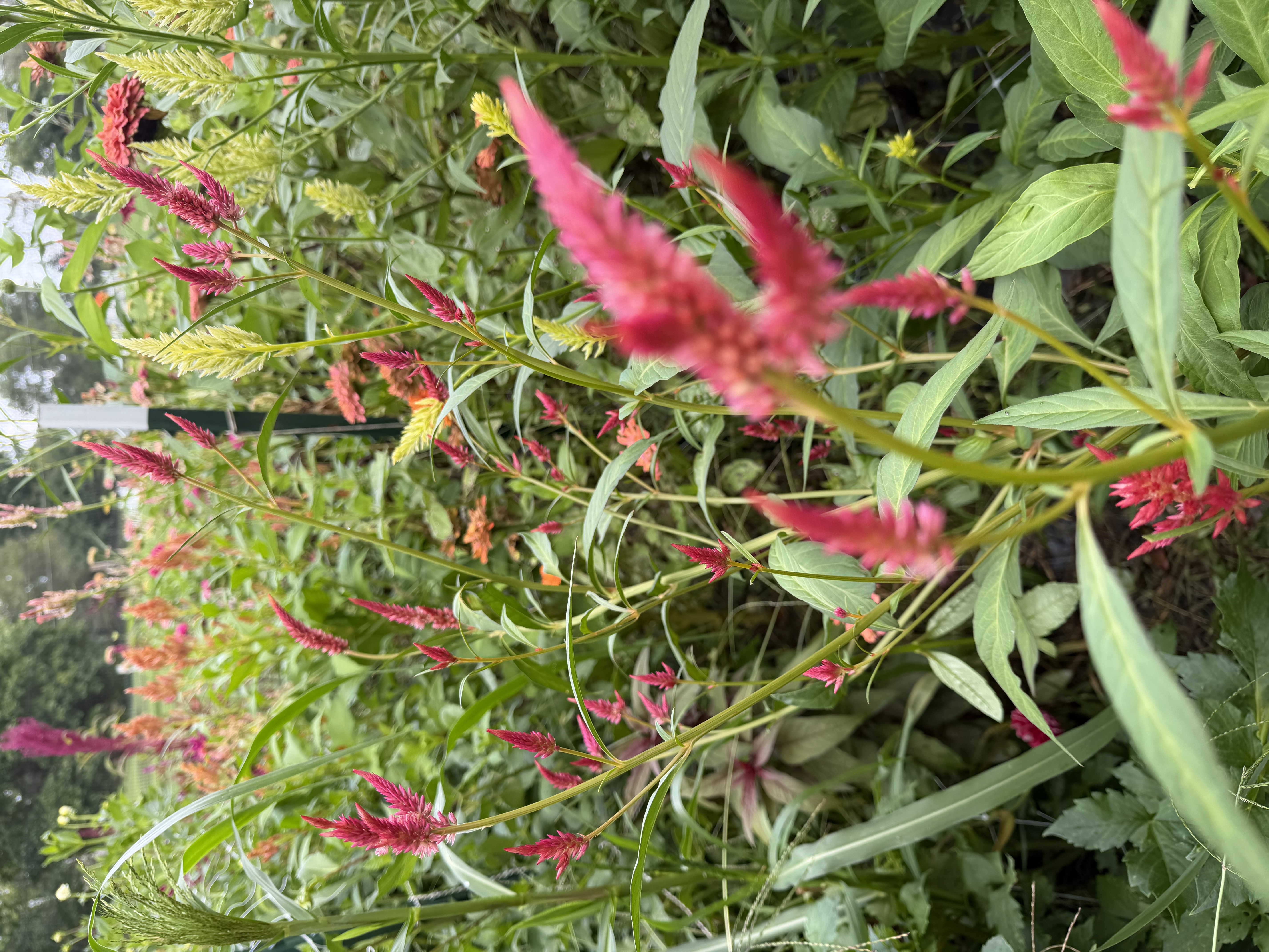 CELOSIA argentea