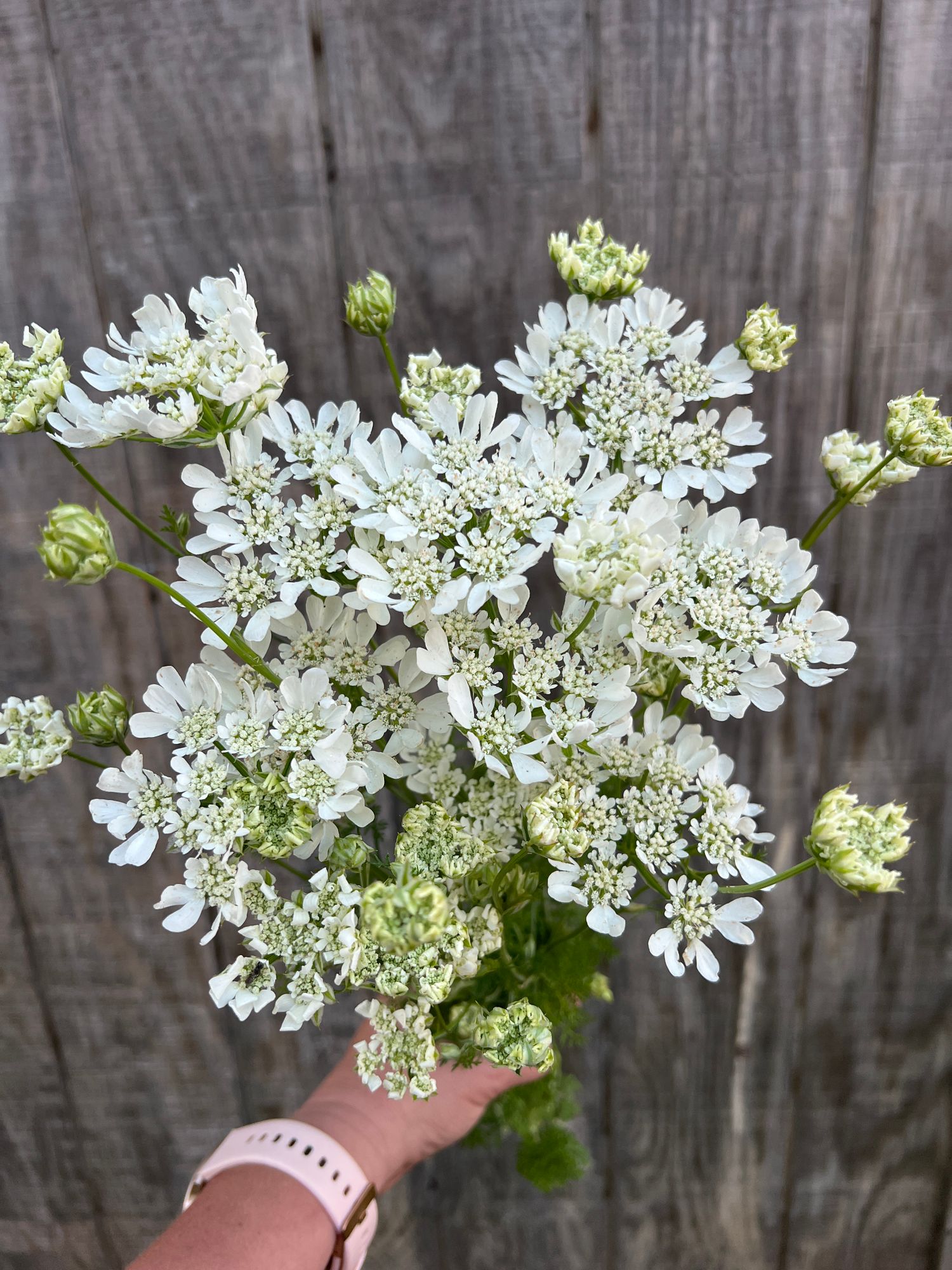 ORLAYA grandiflora