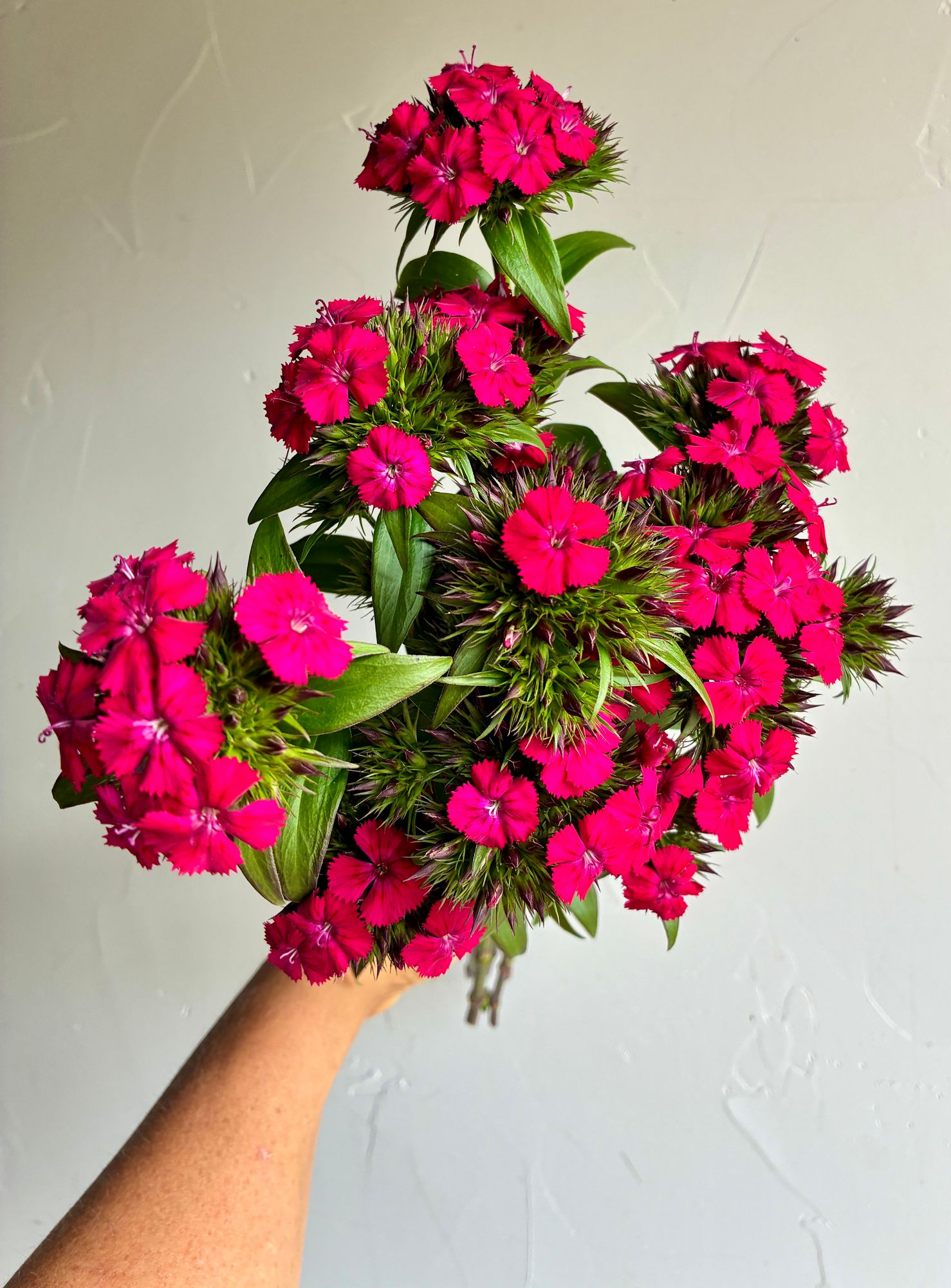 DIANTHUS x barbatus Amazon Neon Rose