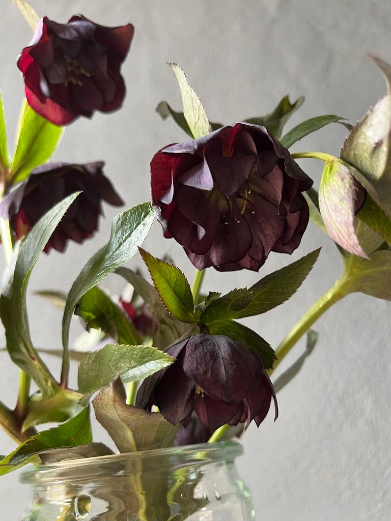 HELLEBORUS x hybridus