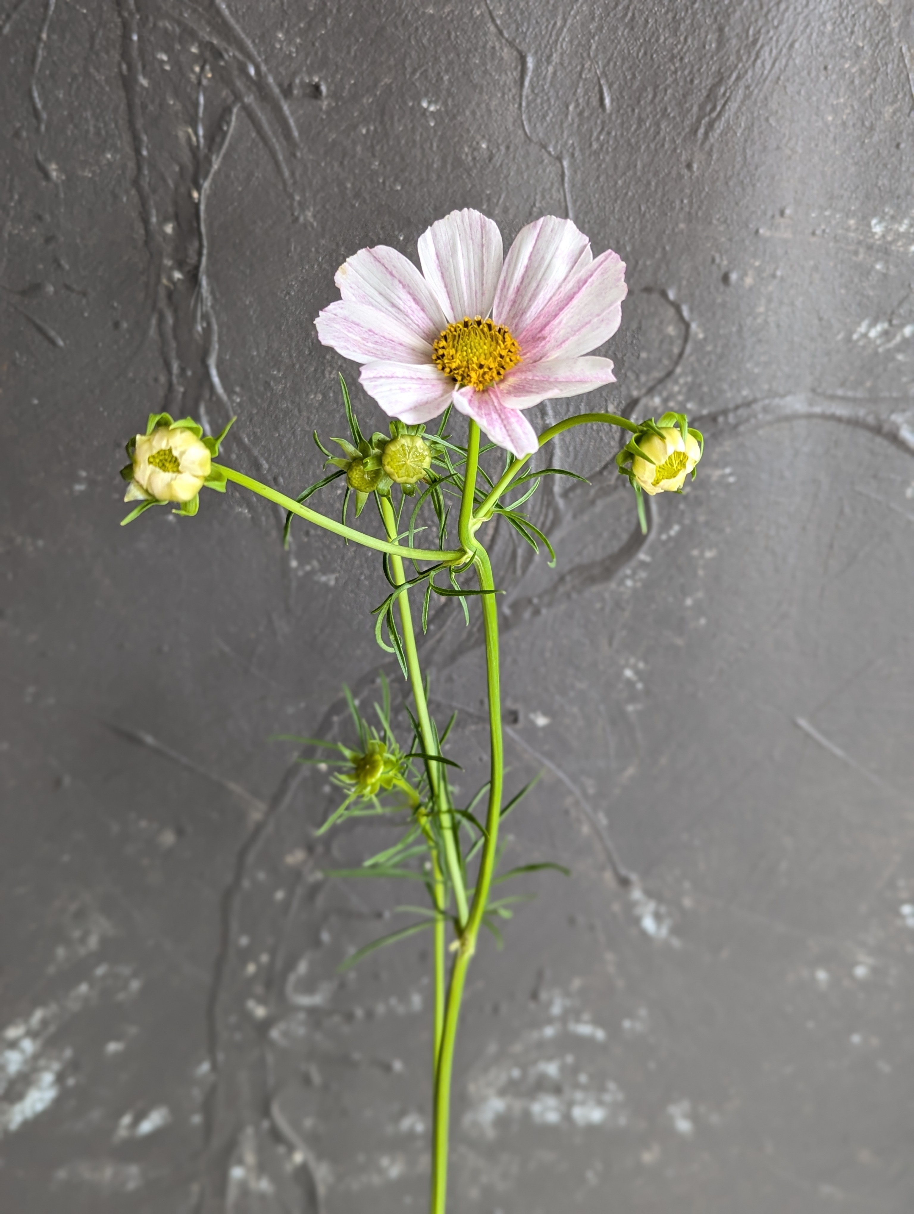 COSMOS bipinnatus Versailles Flush
