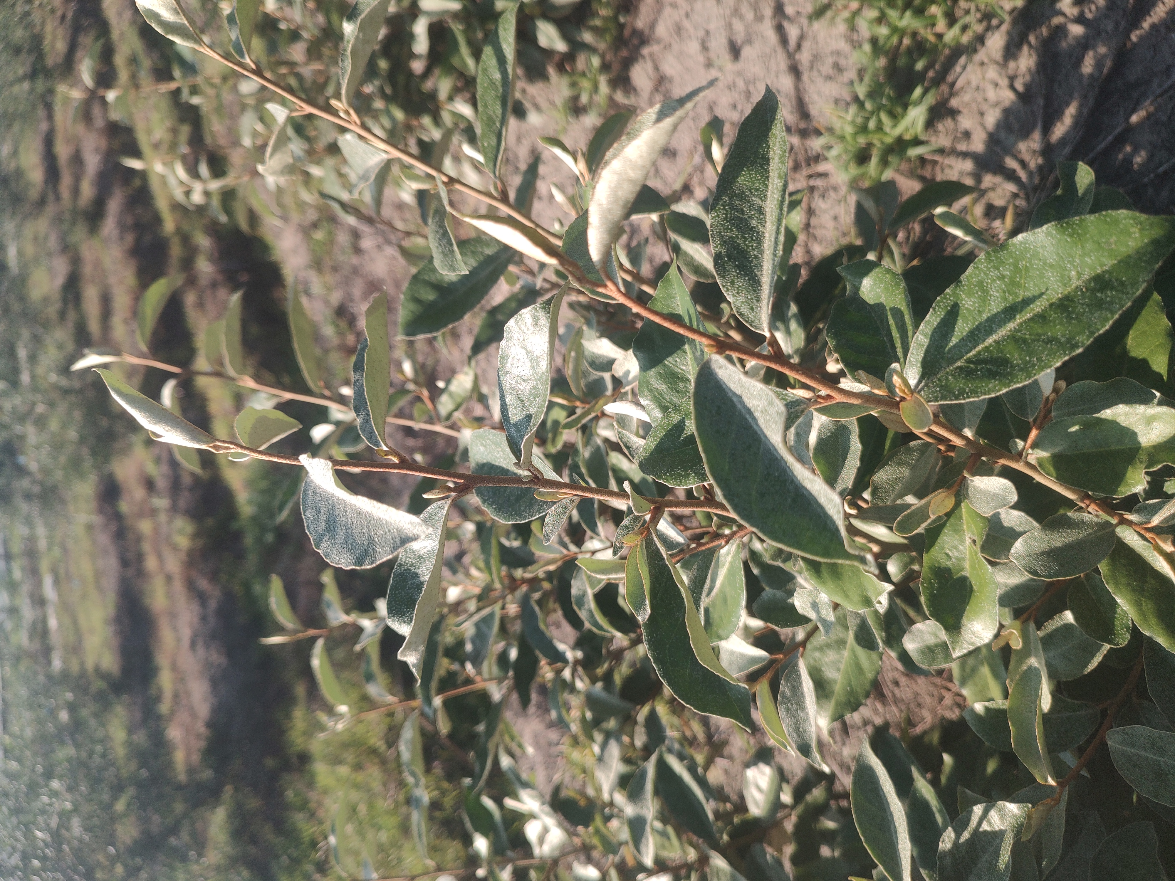 ELAEAGNUS × ebbingei Mr. Smooth Seedless