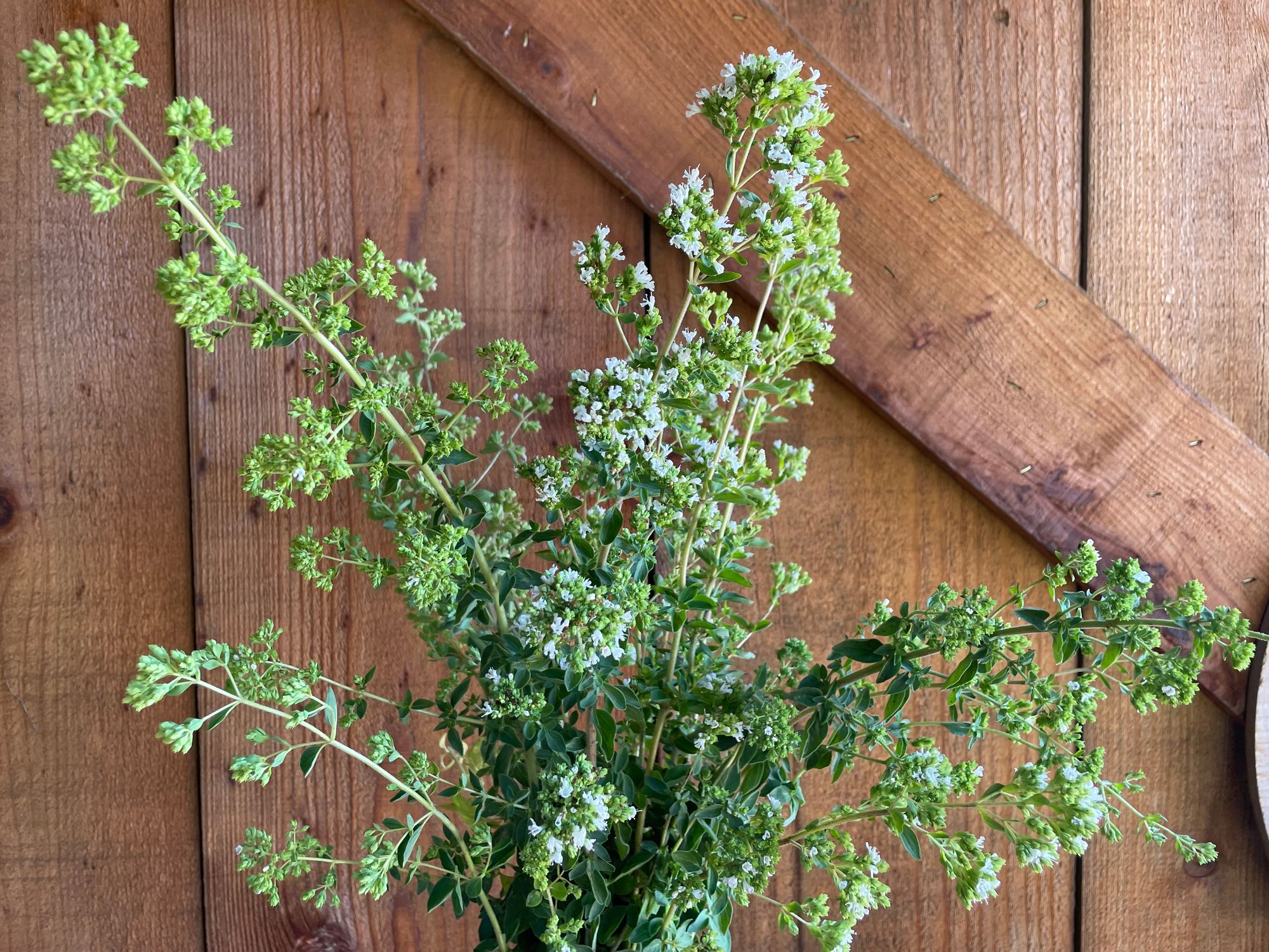 ORIGANUM vulgare ssp. hirtum
