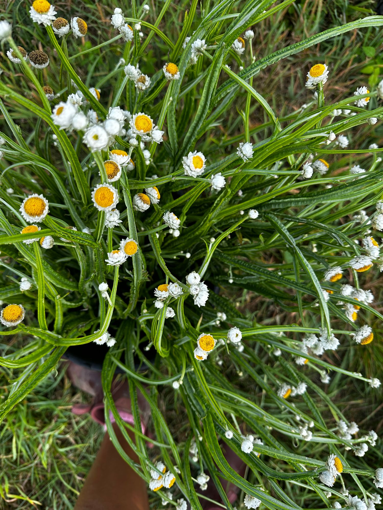 AMMOBIUM alatum