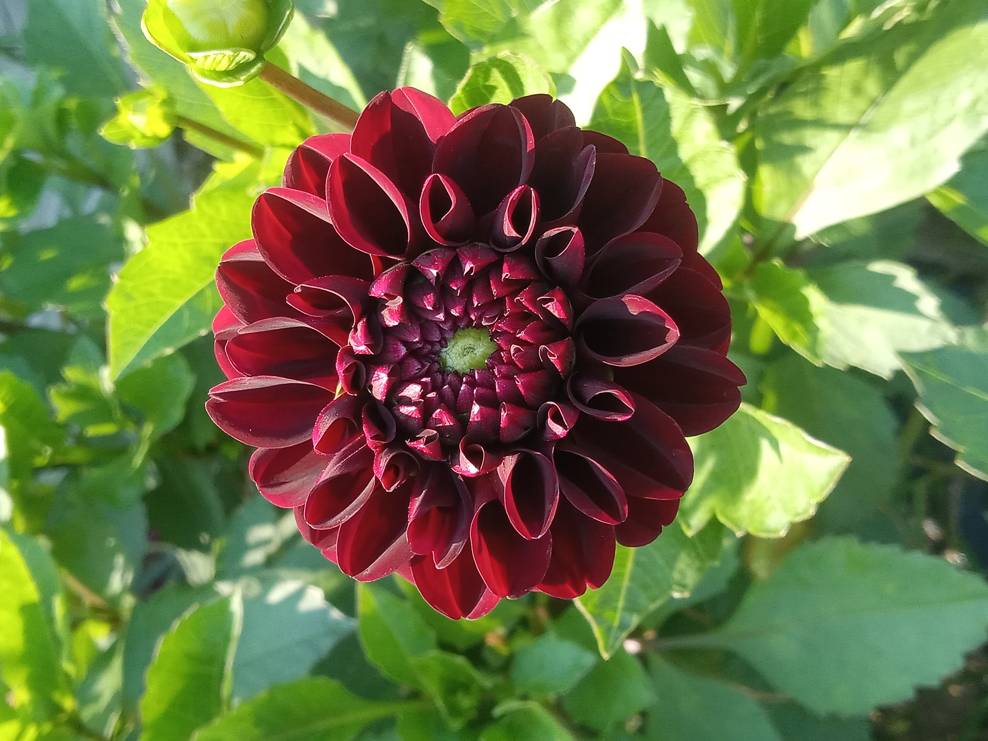 DAHLIA Lights Out