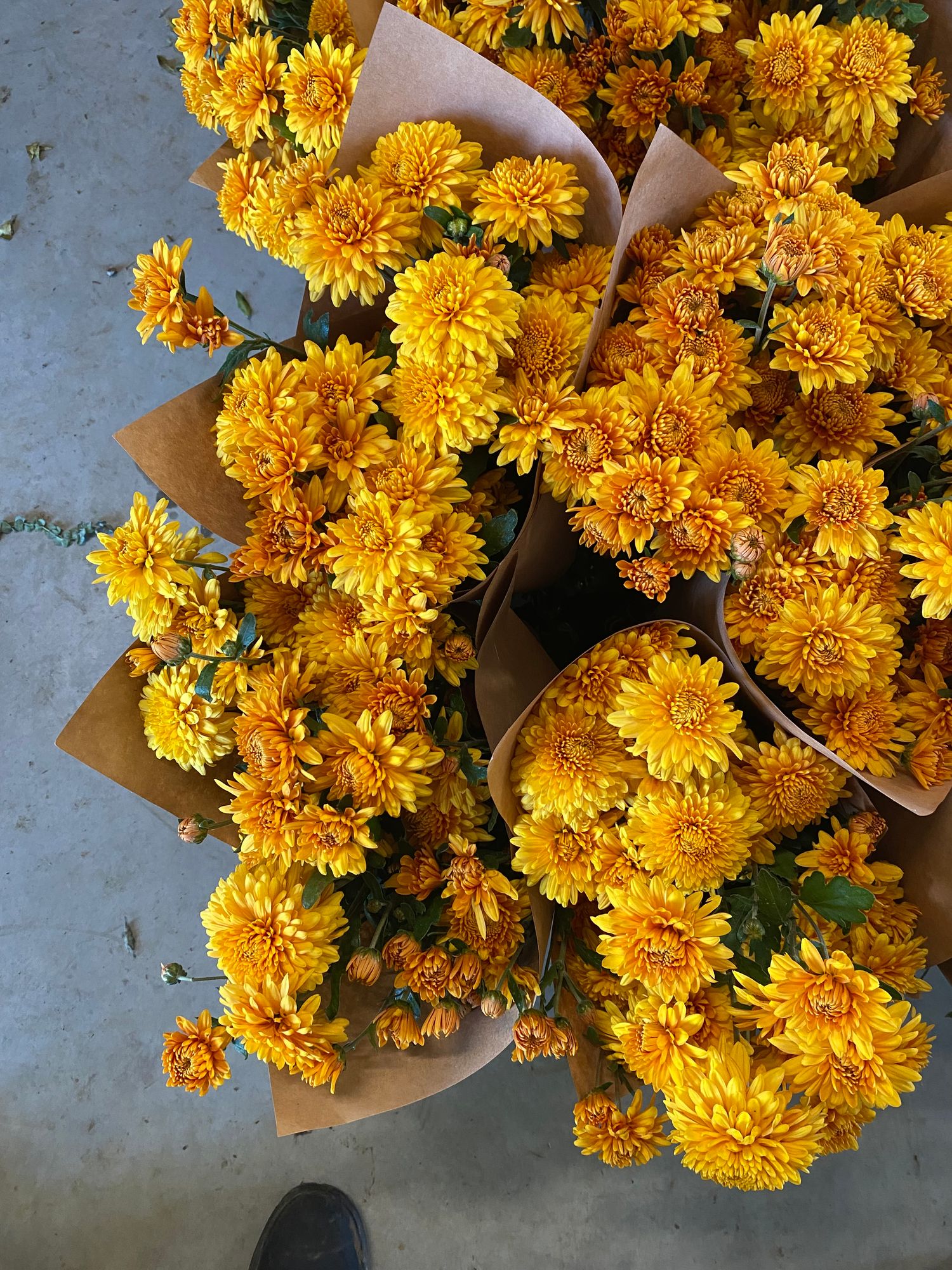 CHRYSANTHEMUM x Miss Goldie