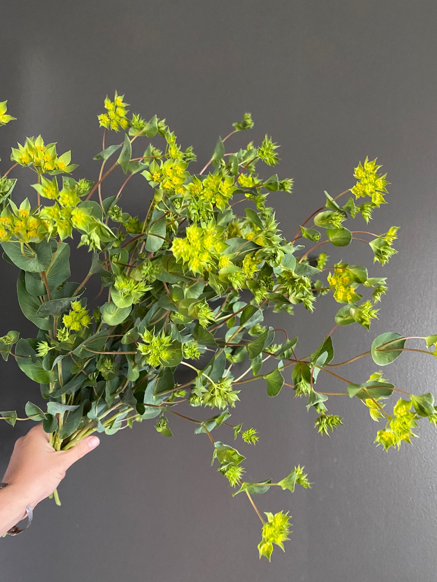 BUPLEURUM rotundifolium