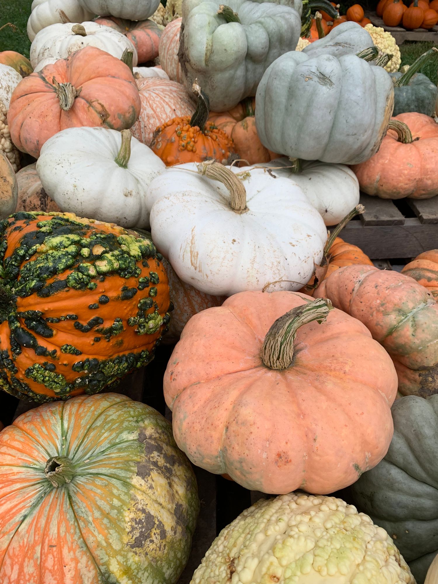 CUCURBITA