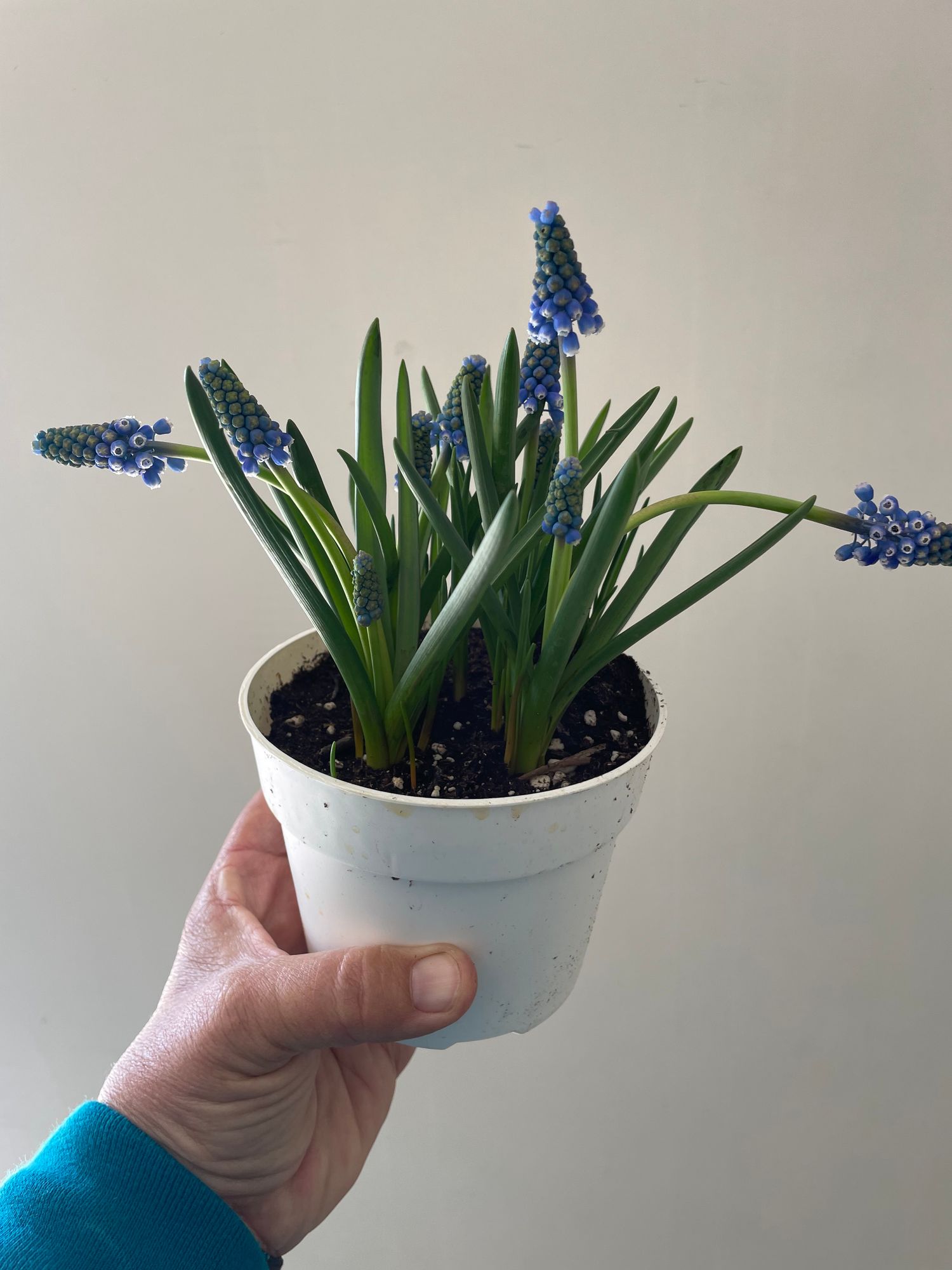 Muscari