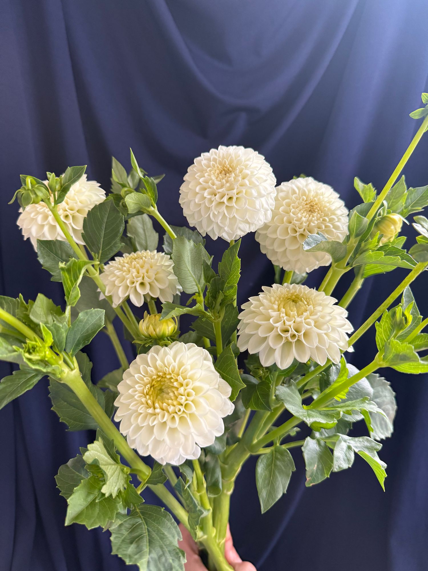 DAHLIA Ball