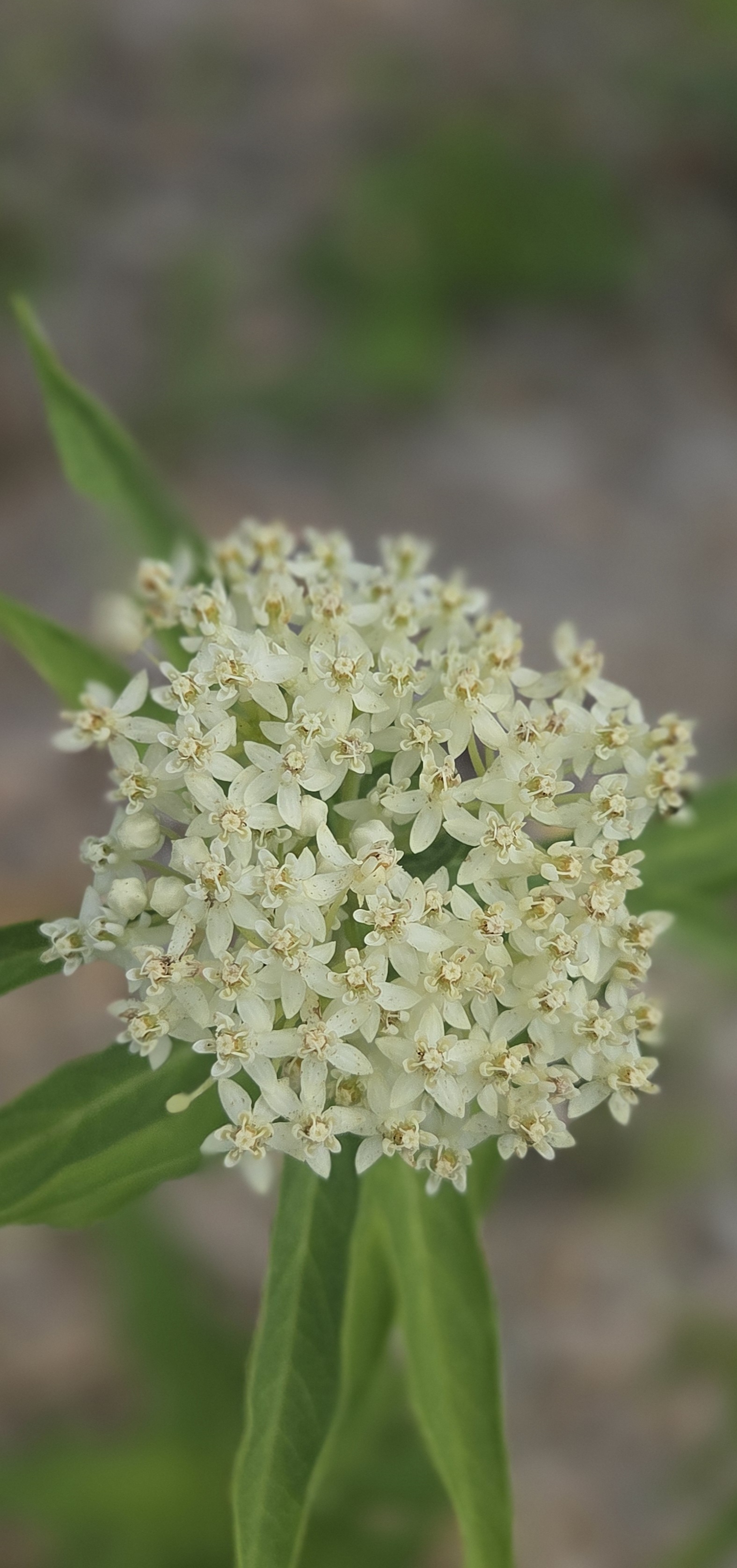 ASCLEPIAS incarnata