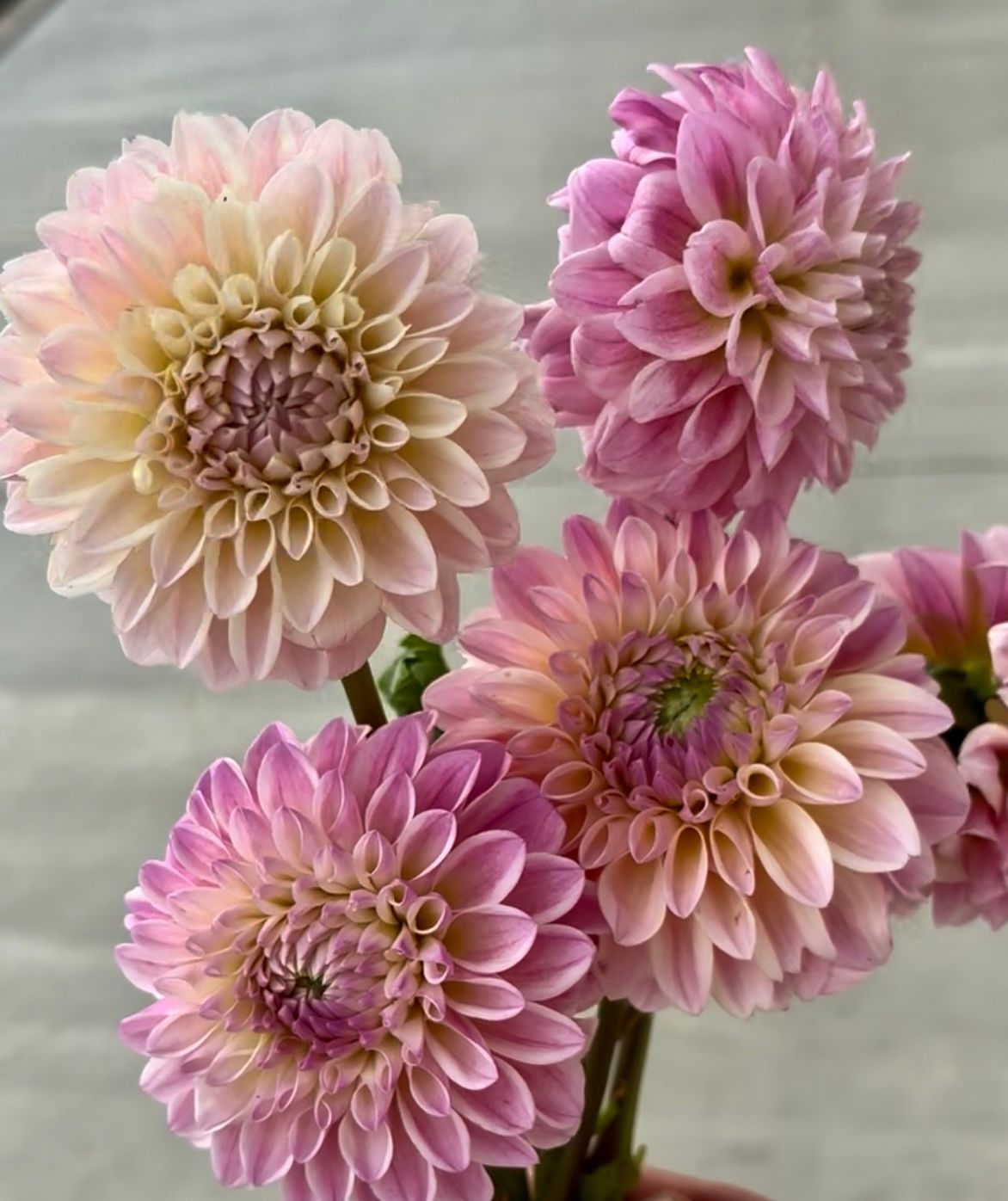 DAHLIA Coralie