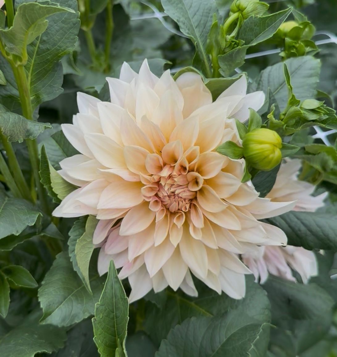 DAHLIA Cafe Au Lait