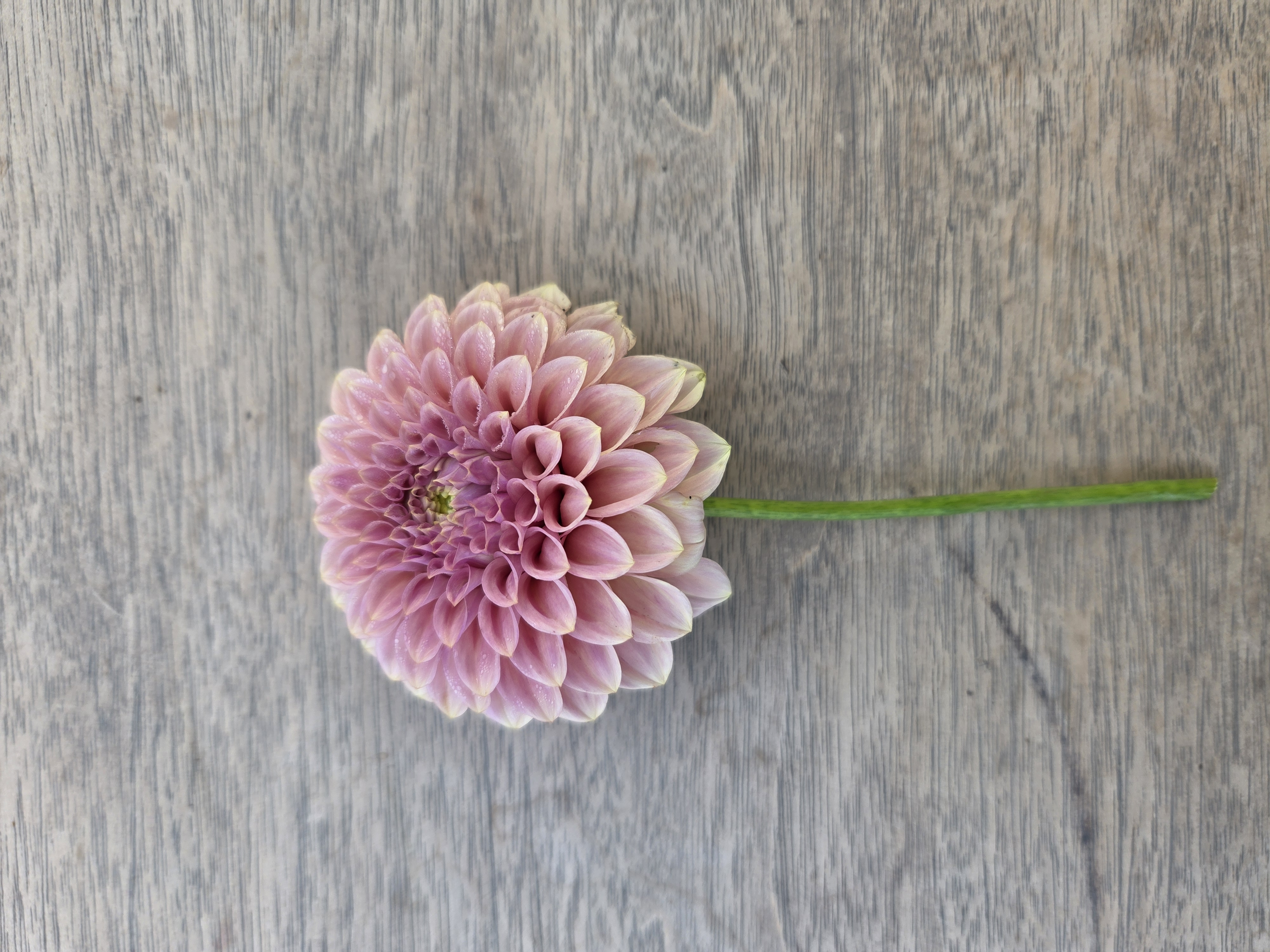 DAHLIA Rock Run Ashley