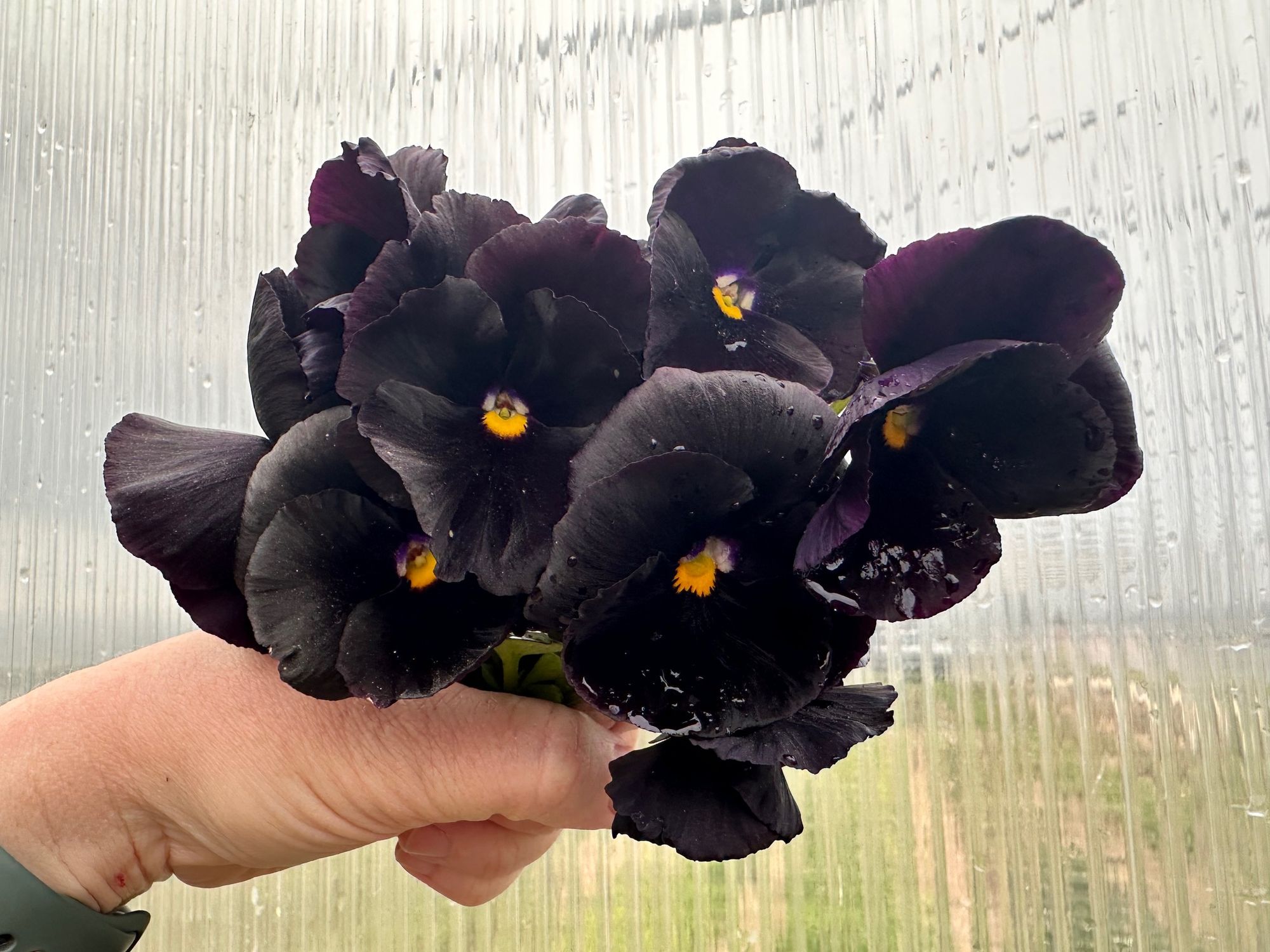 VIOLA