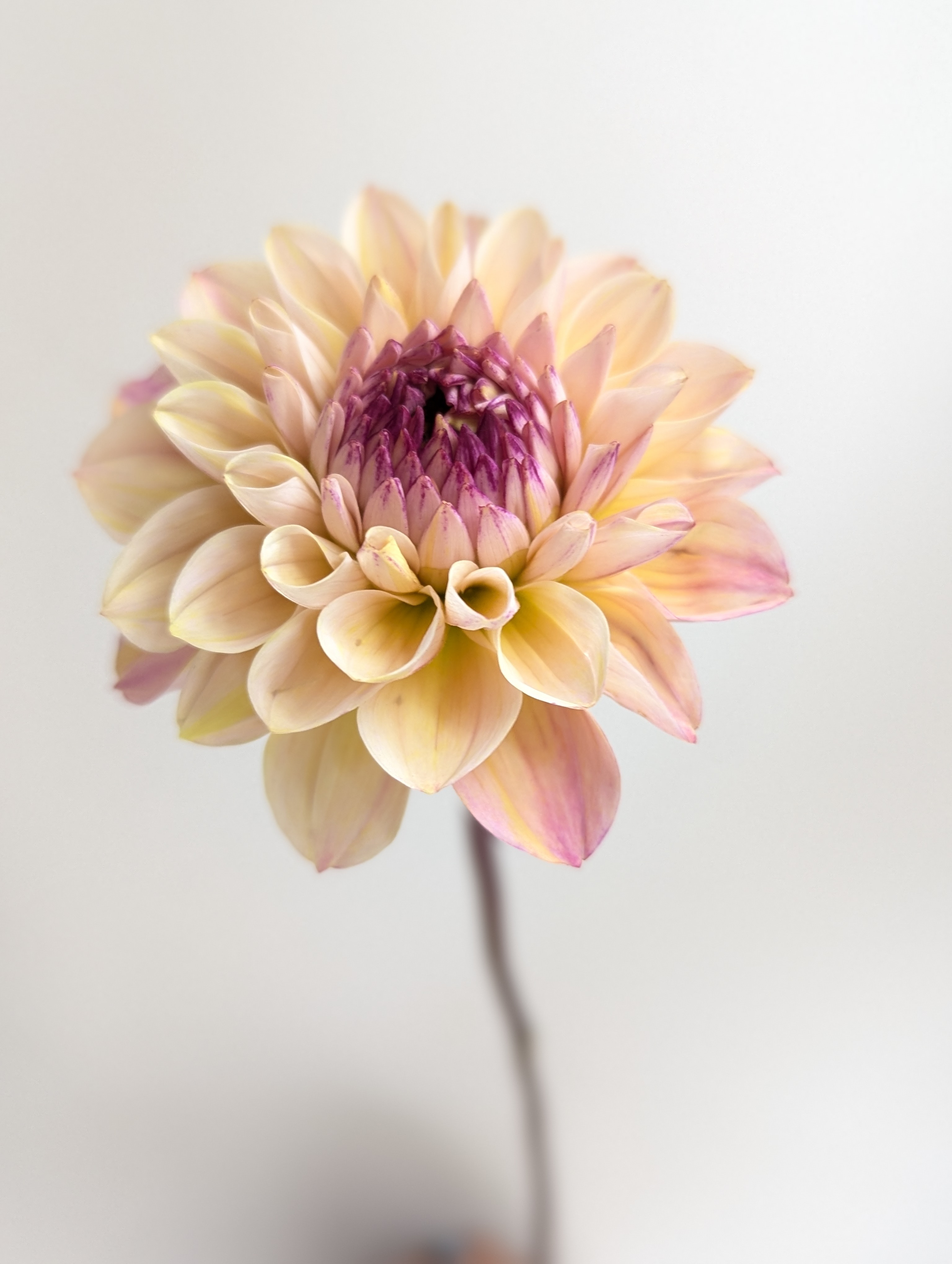 DAHLIA Wine Eyed Jill