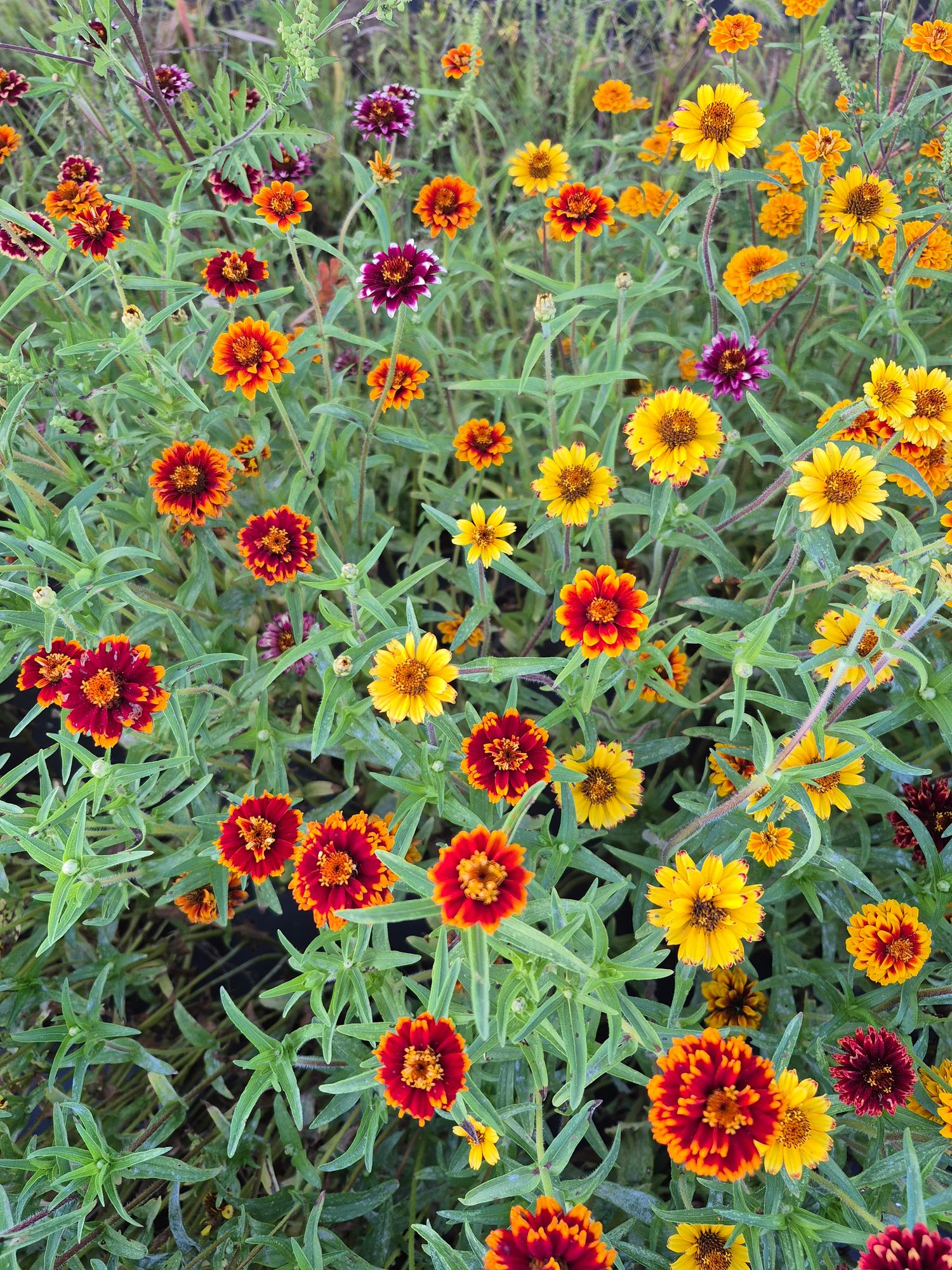 ZINNIA haageana Persian Carpet