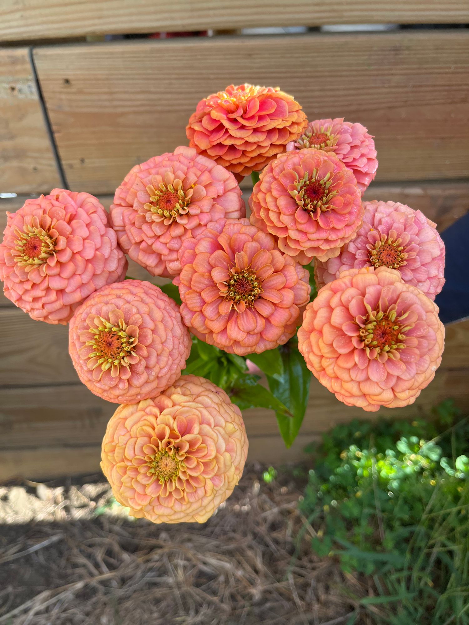ZINNIA elegans Oklahoma Series