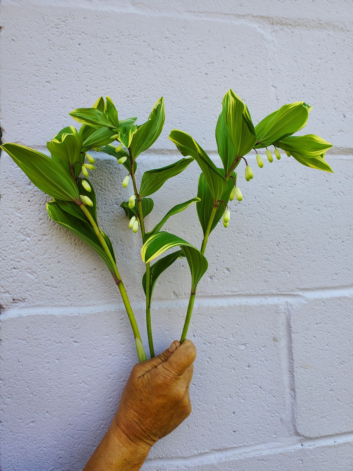 POLYGONATUM odoratum