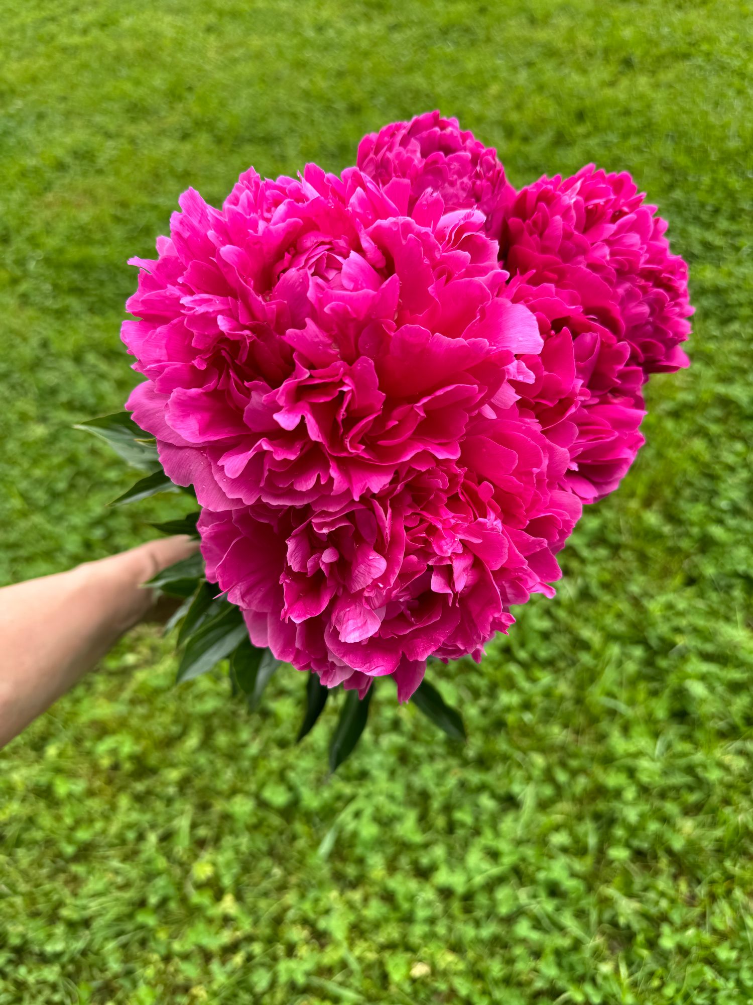 PAEONIA lactiflora Kansas