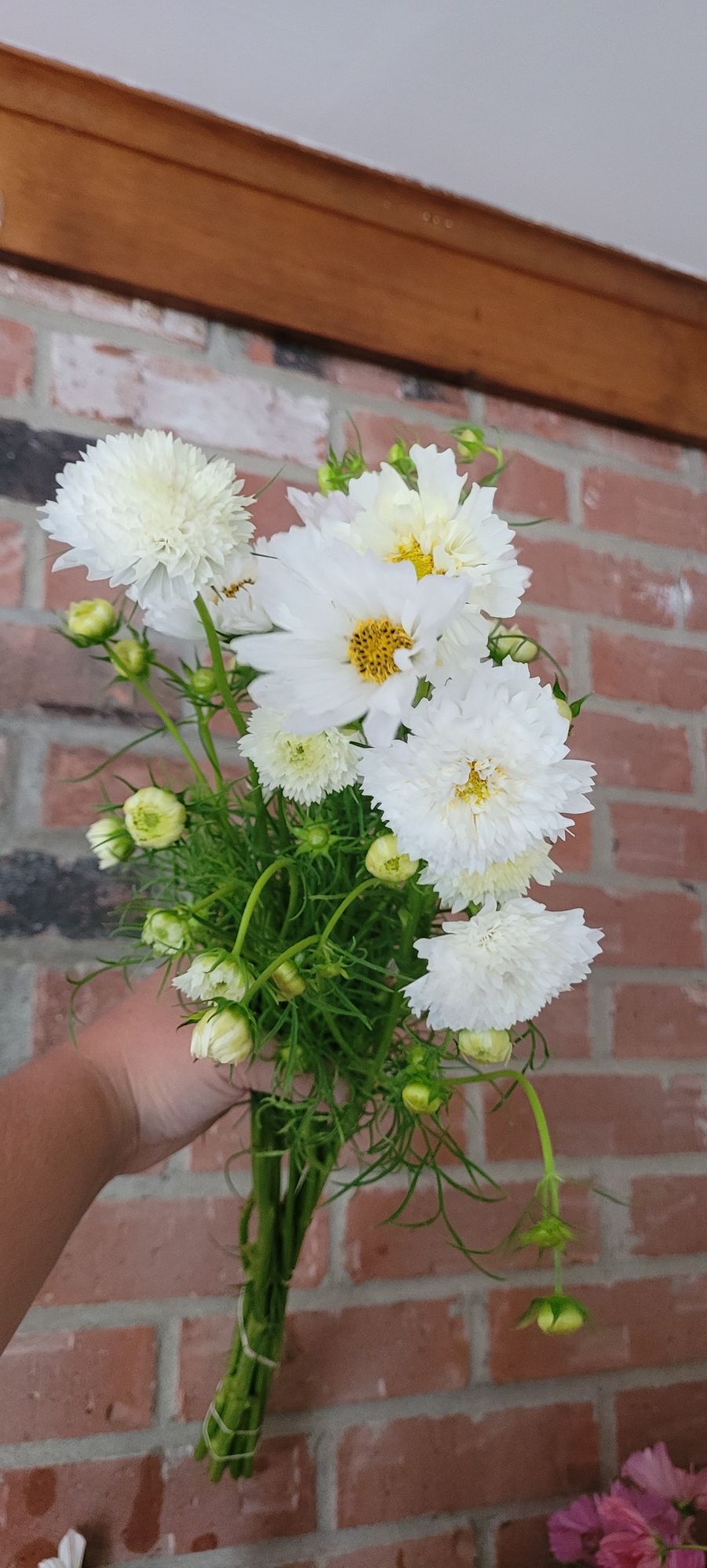 COSMOS bipinnatus Double Click