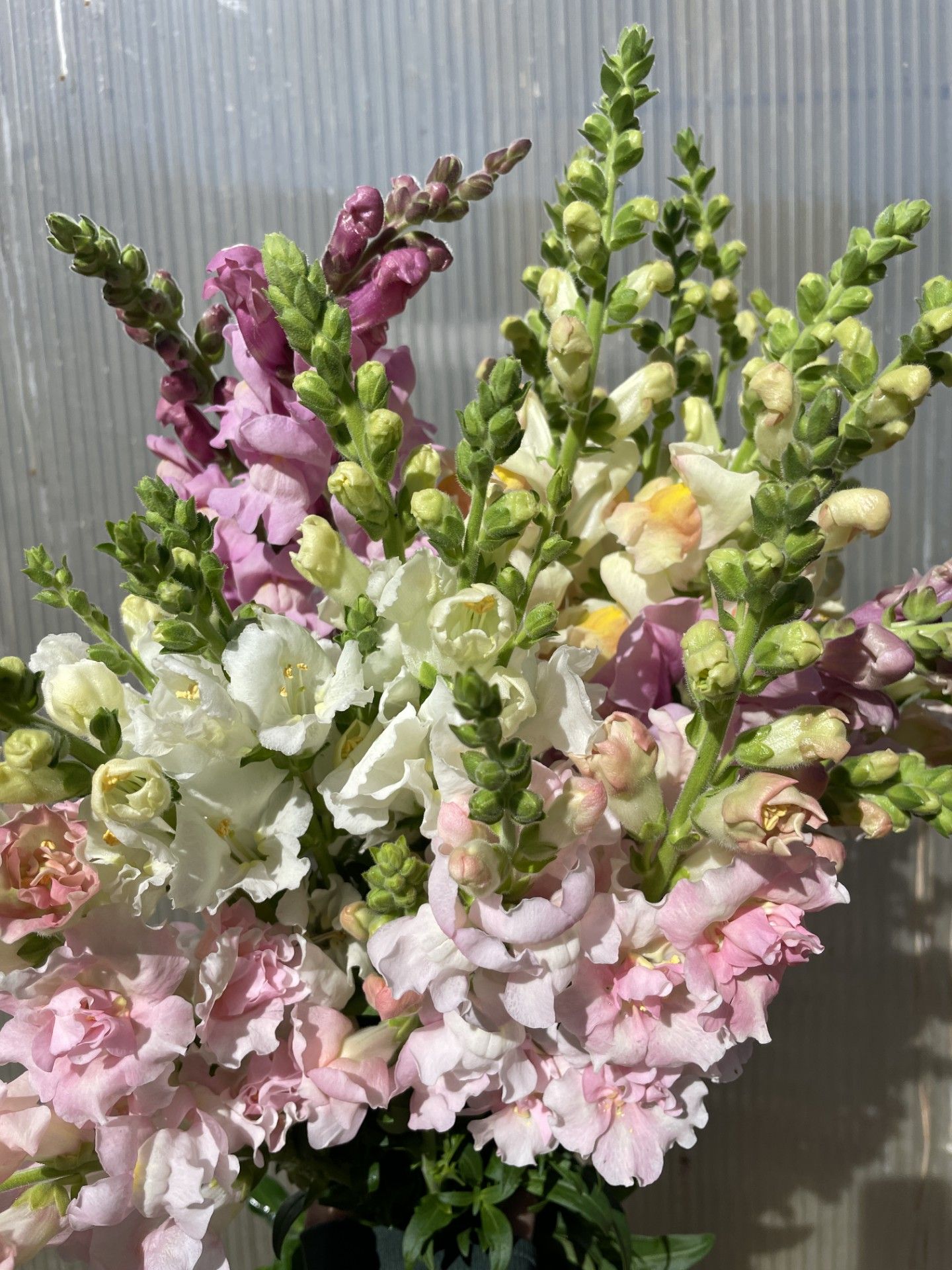 ANTIRRHINUM majus