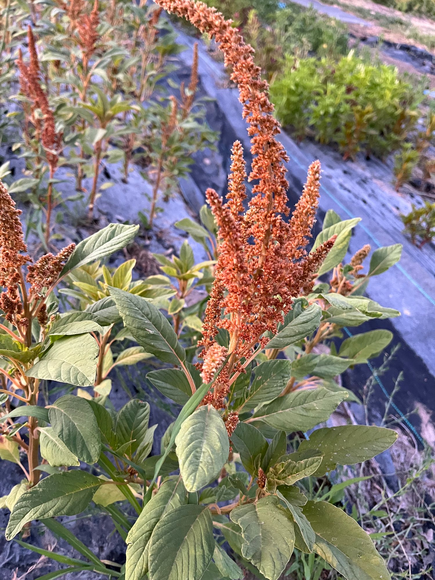 AMARANTHUS cruentus Hot Biscuits