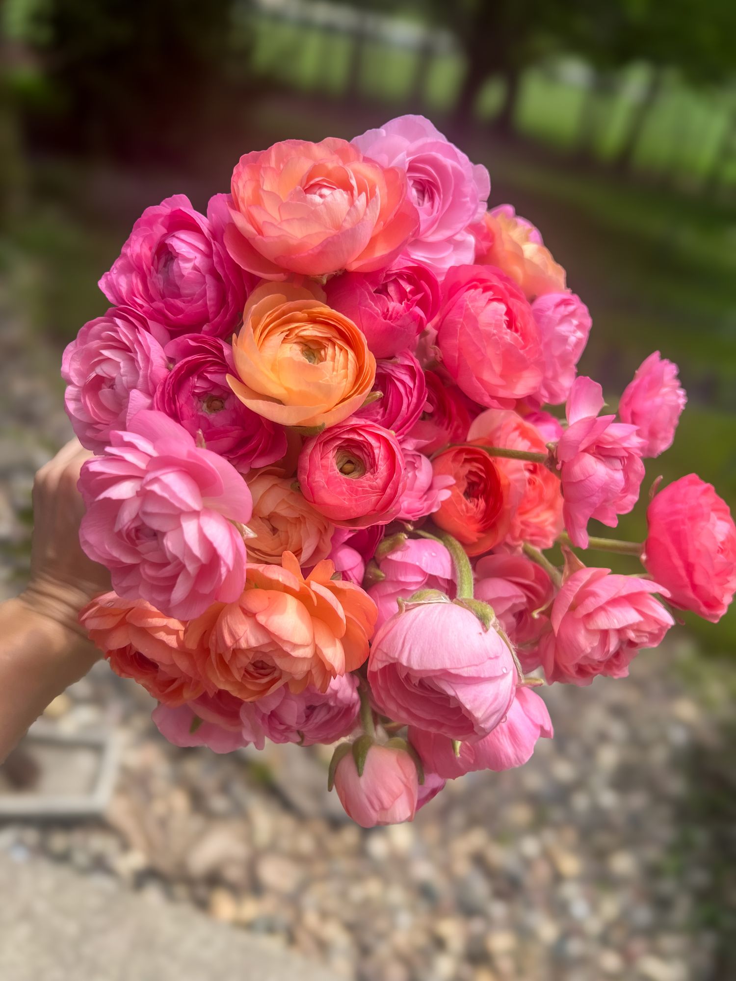 RANUNCULUS Amandine