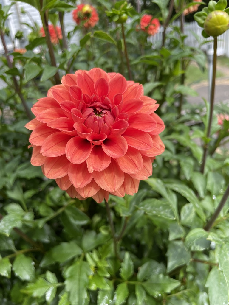 DAHLIA Tahoma Amble