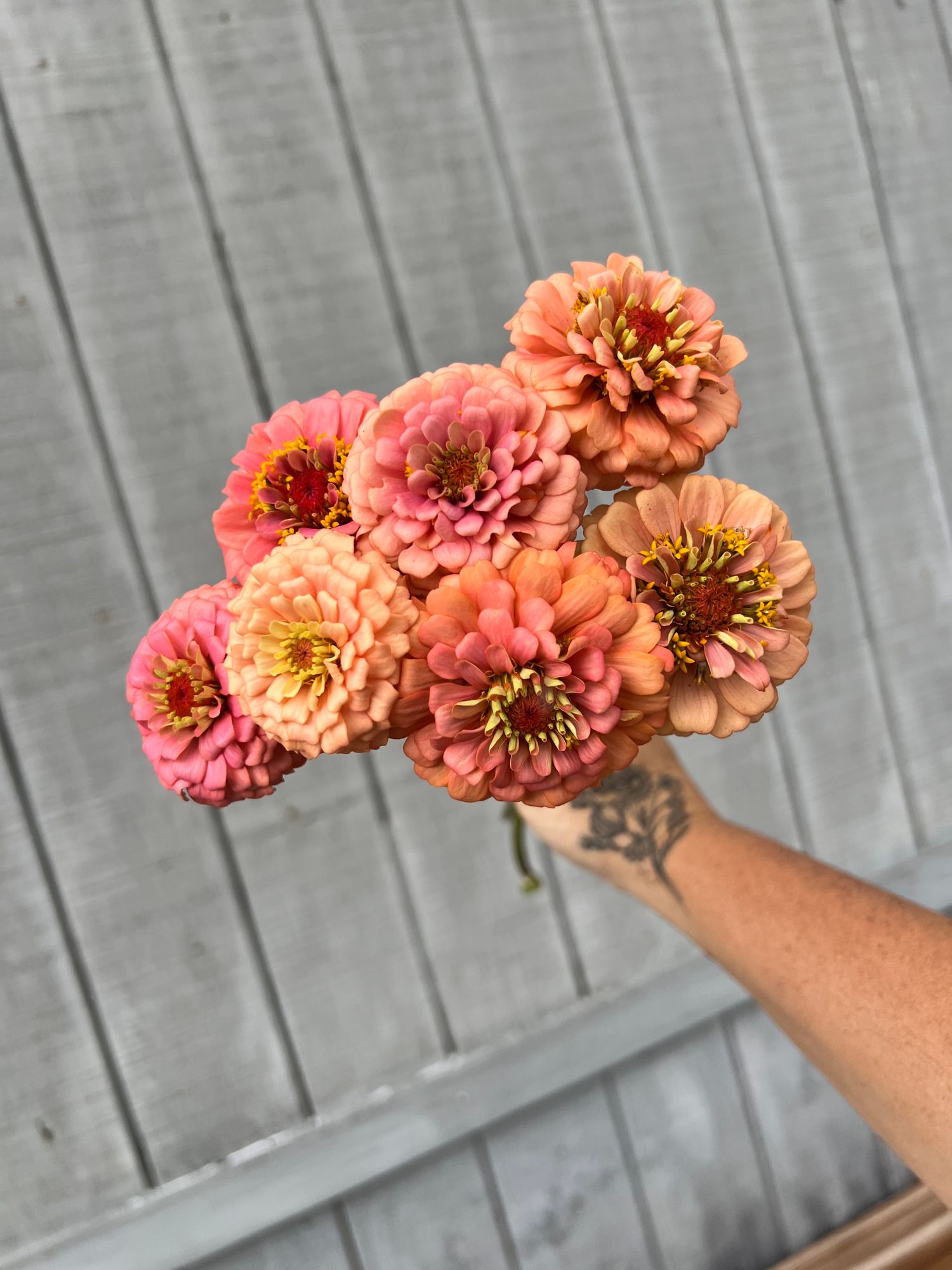 ZINNIA elegans Oklahoma Salmon