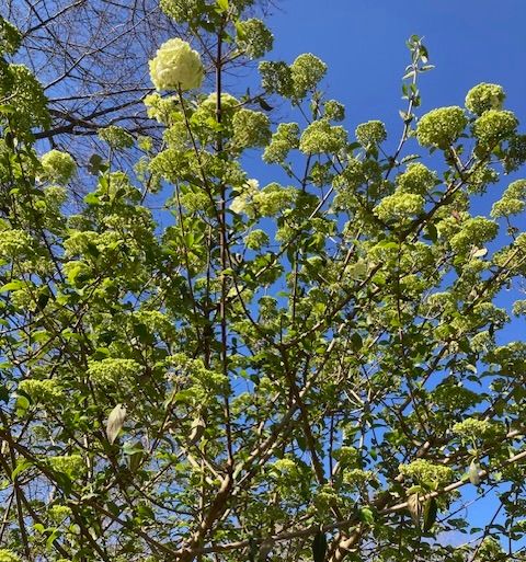 VIBURNUM x juddii