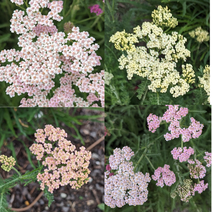 ACHILLEA millefolium Summer Pastels