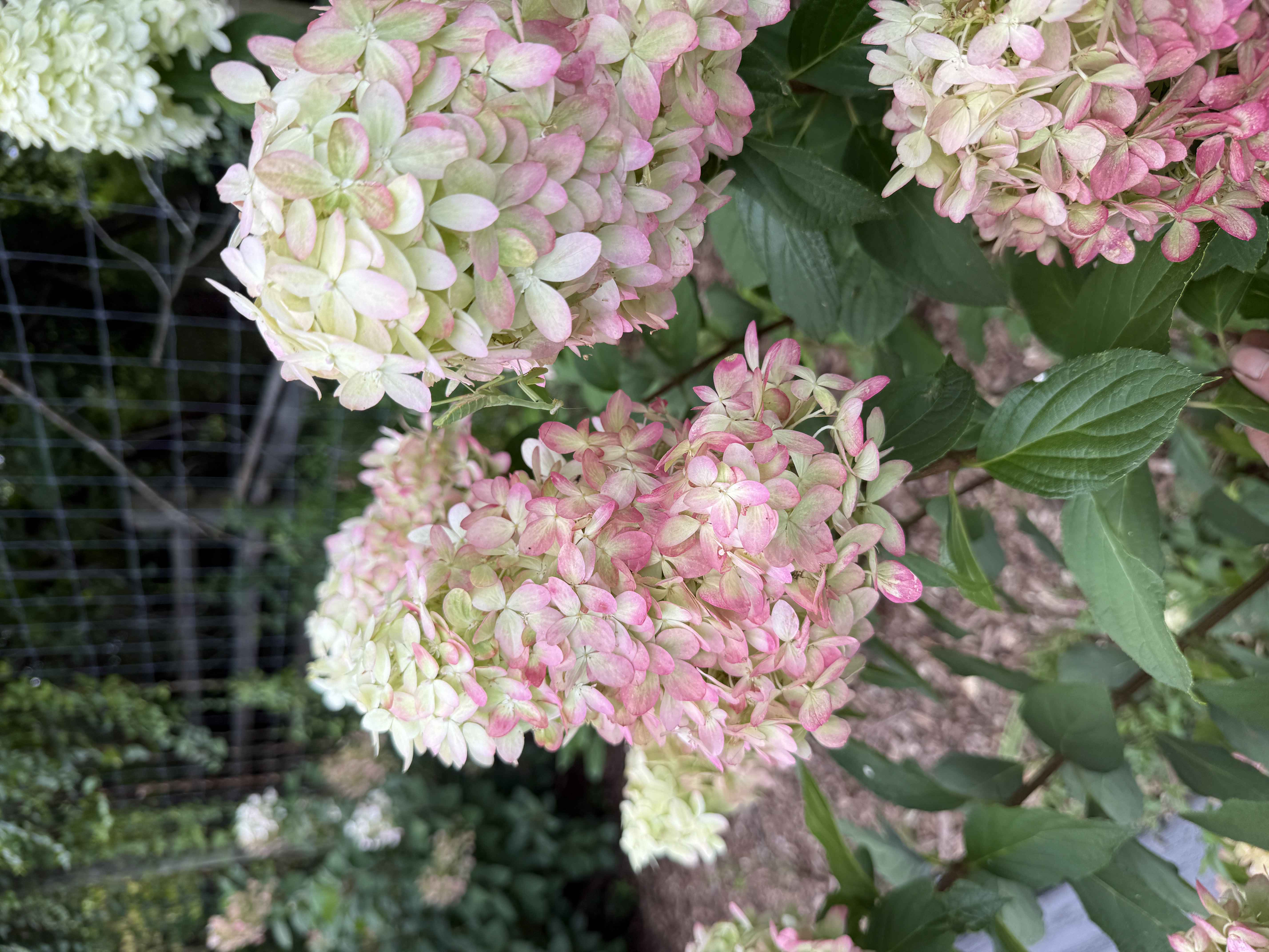 HYDRANGEA paniculata Limelight