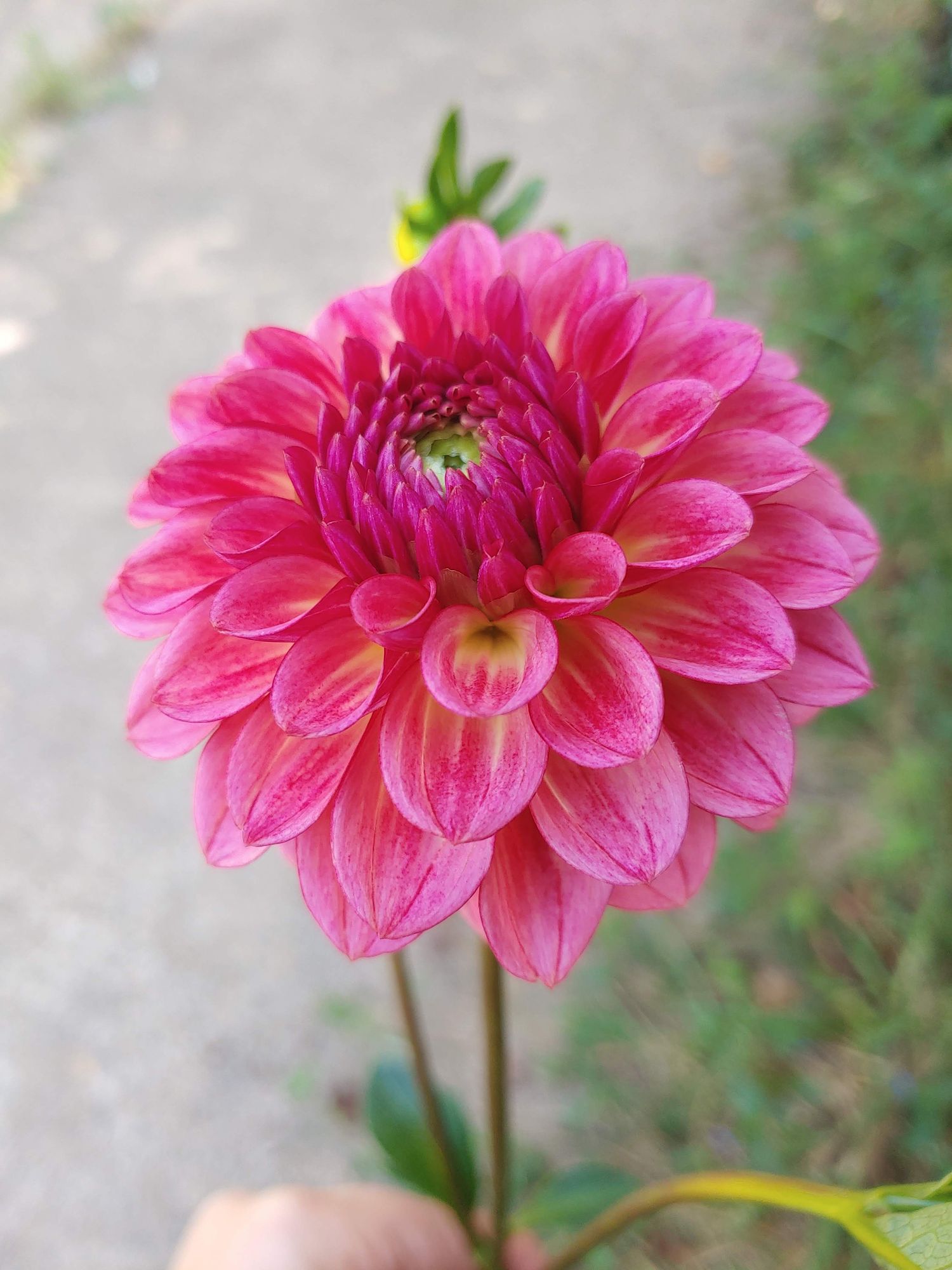 DAHLIA Jabberbox