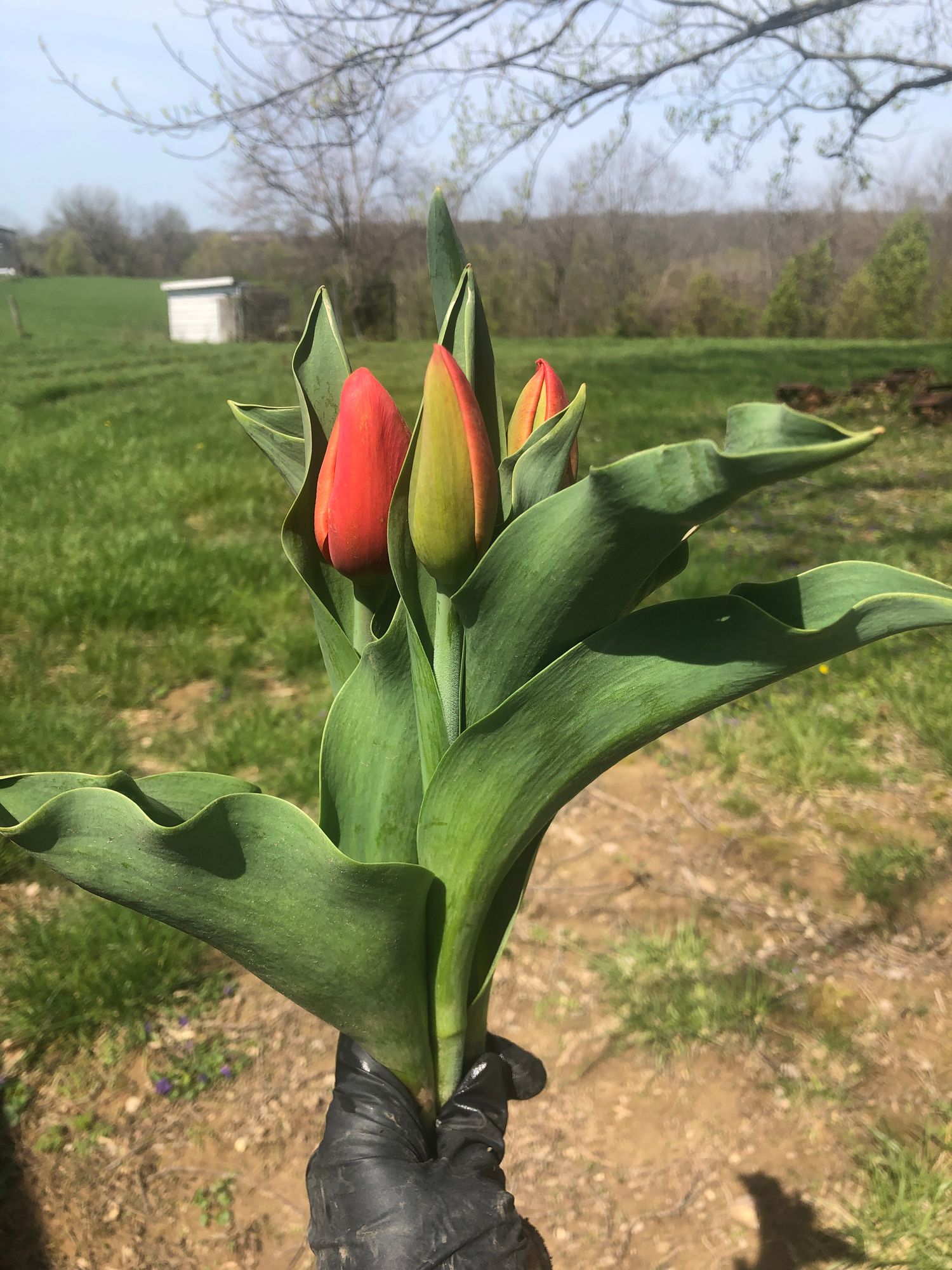 TULIPA