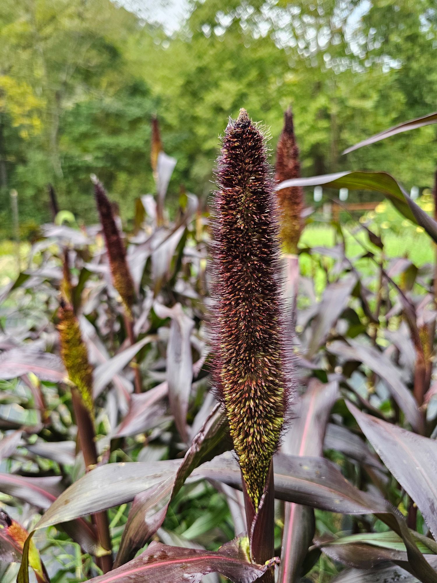 PENNISETUM glaucum Purple Majesty