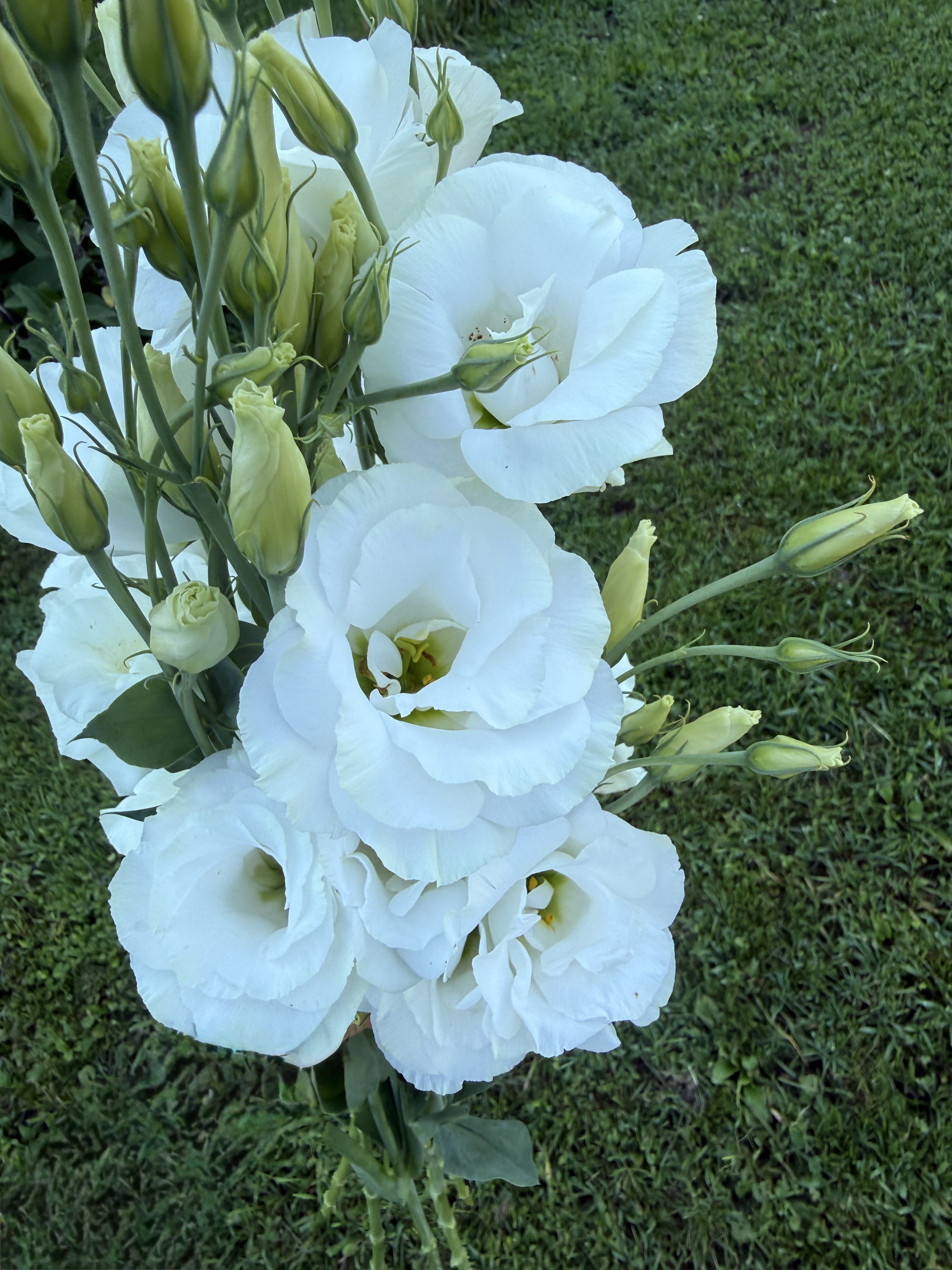EUSTOMA grandiflorum Arena 2 White