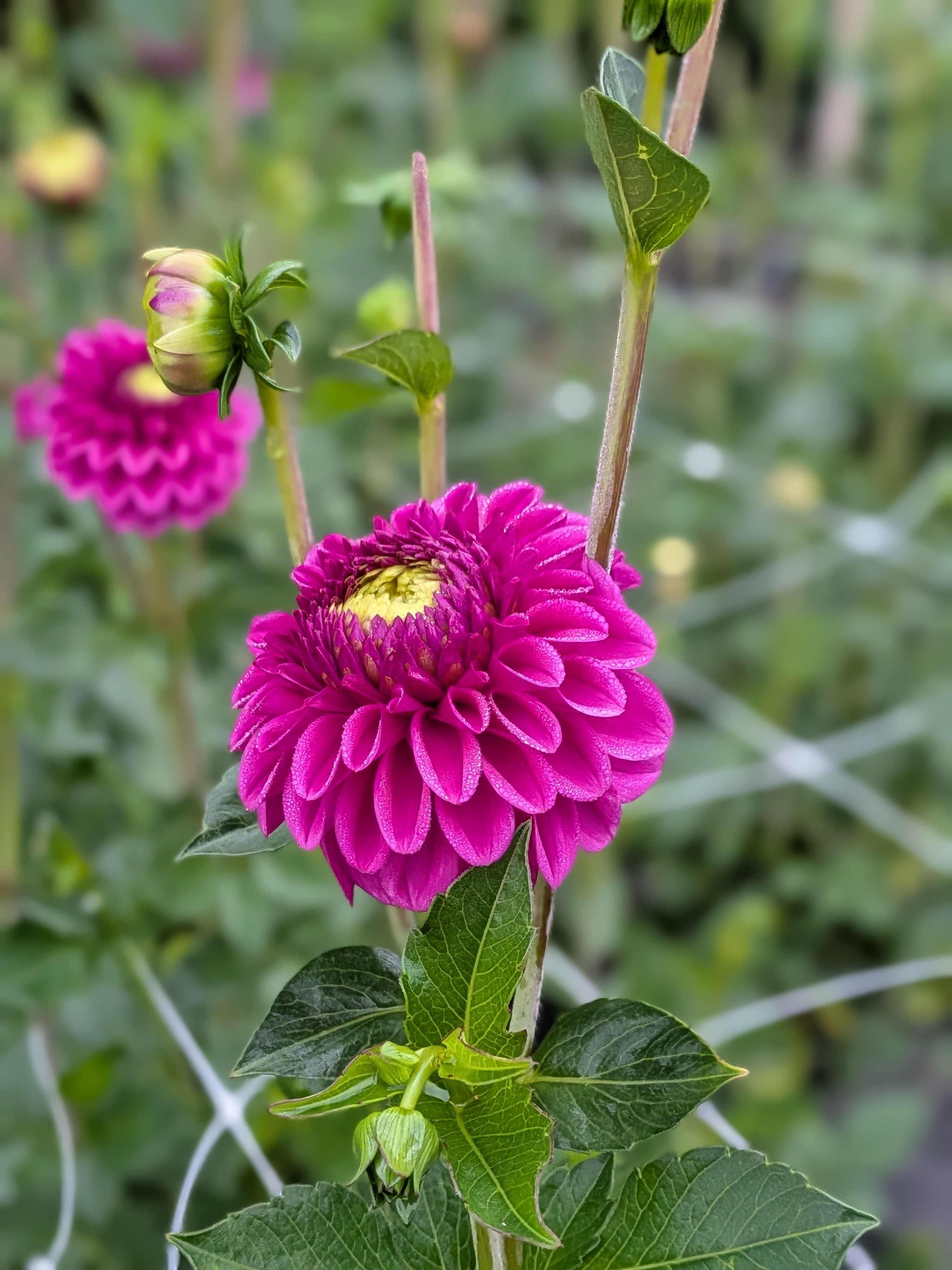 DAHLIA Purple Fox